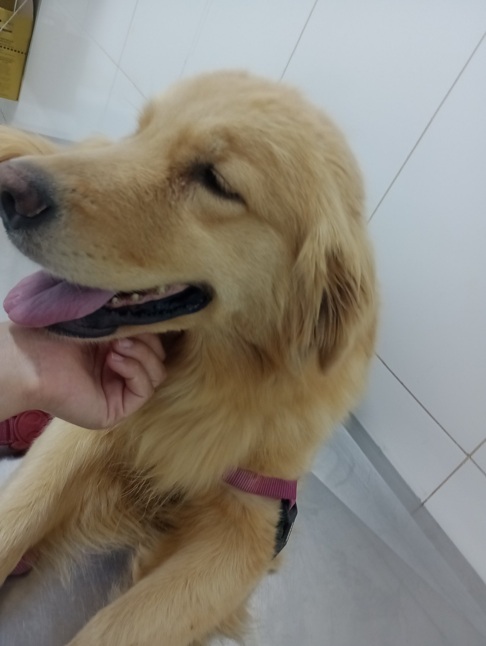 Fêmea jovem Golden retriver canadense  - Foto 3