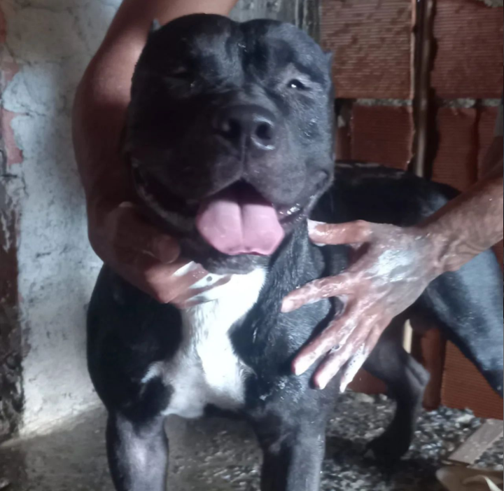 Portal Vendocão Disponível para Cobertura! Lauro de Freitas