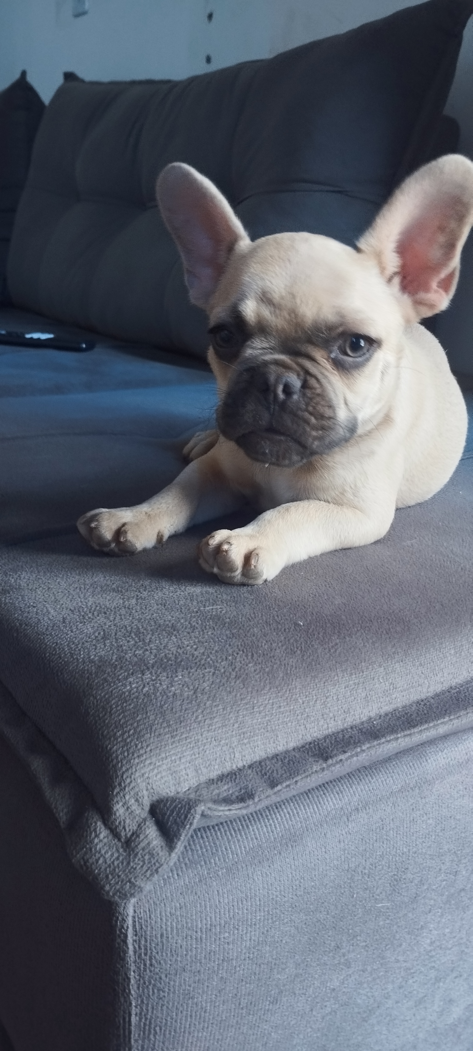 Portal Vendocão Filhotes Bulldog Francês  Planaltina 