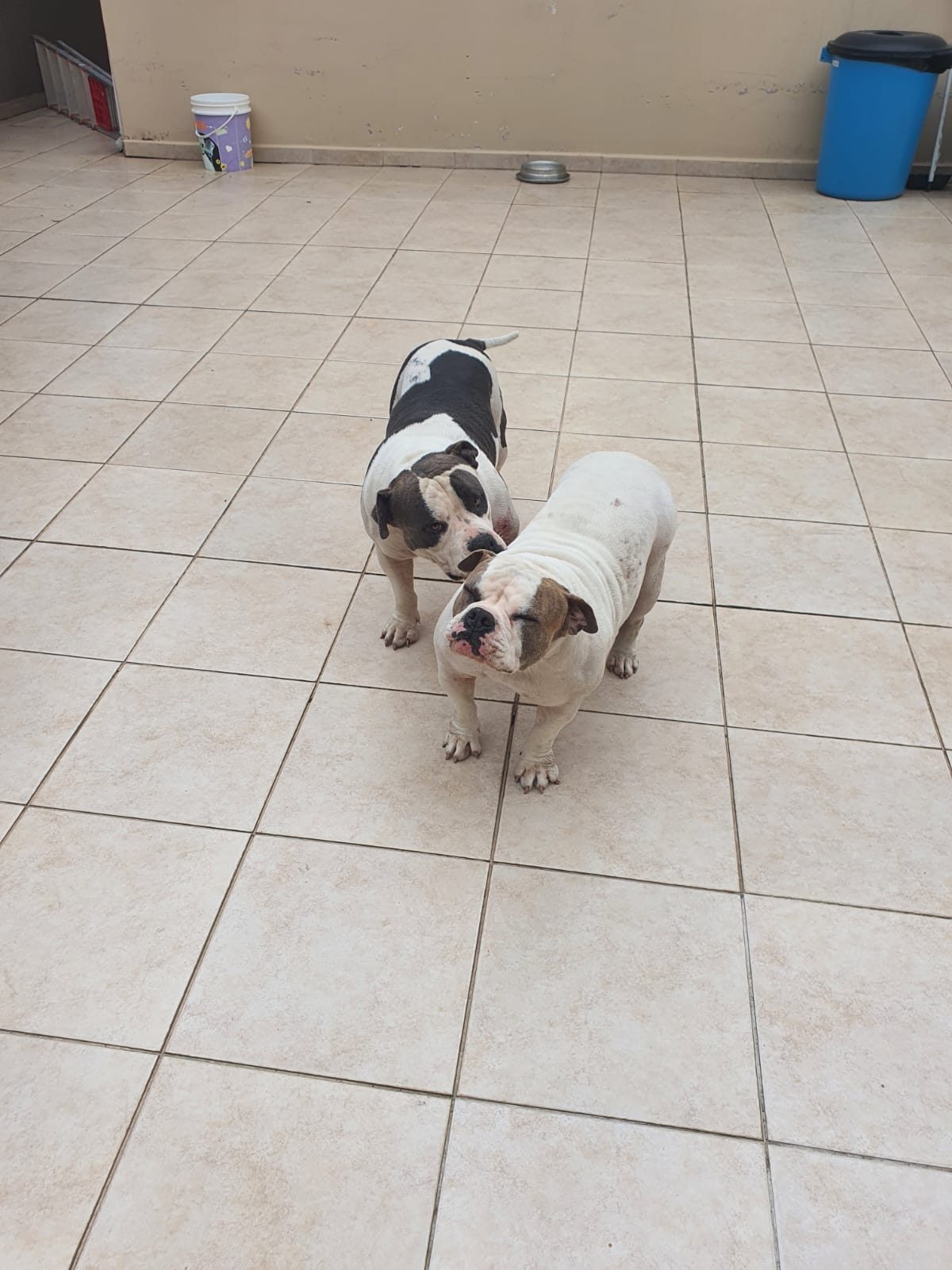 Portal Vendocão Casal American Bully curitiba
