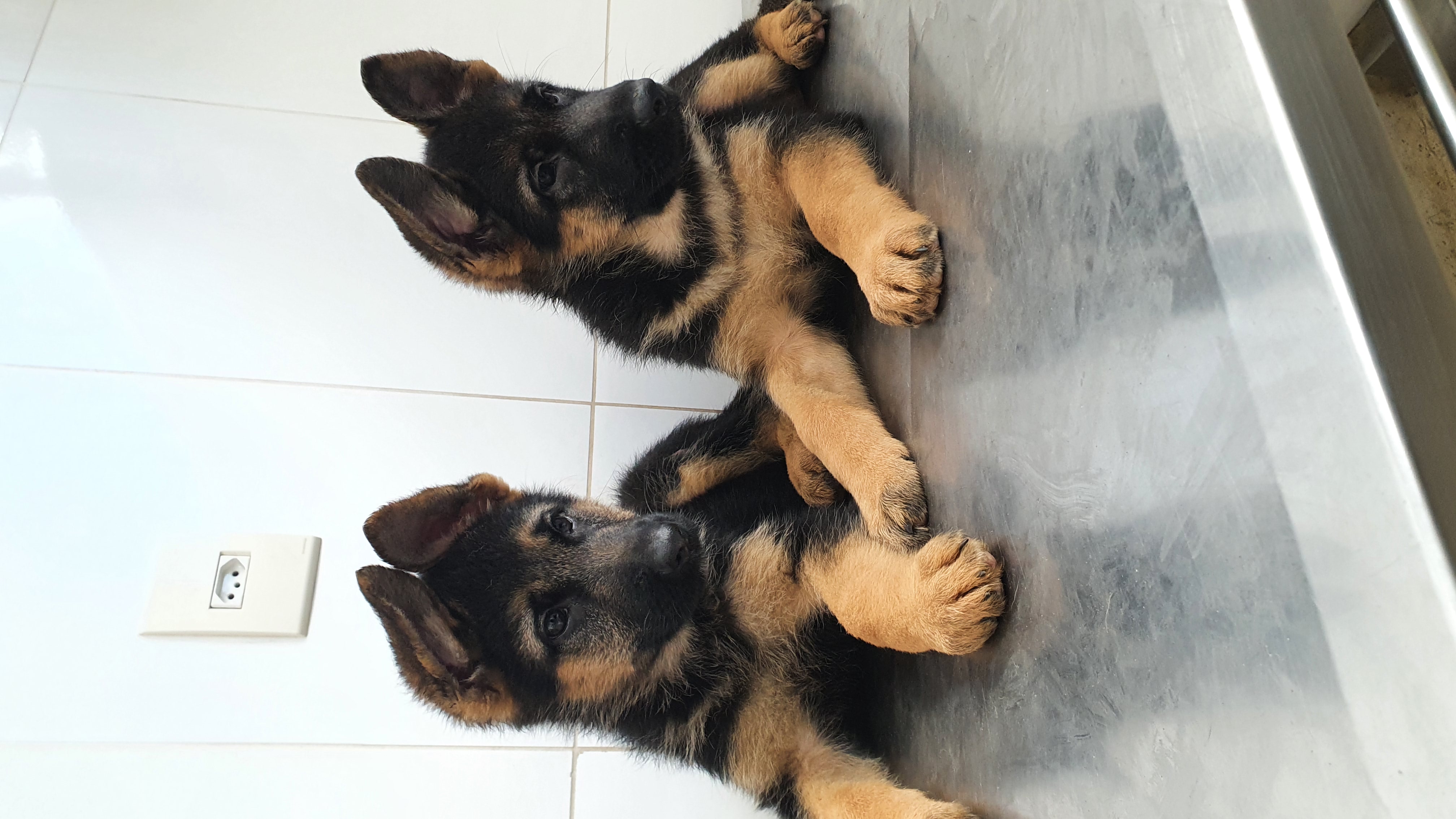 Portal Vendocão pastar alemão de primeira linhagem botucatu