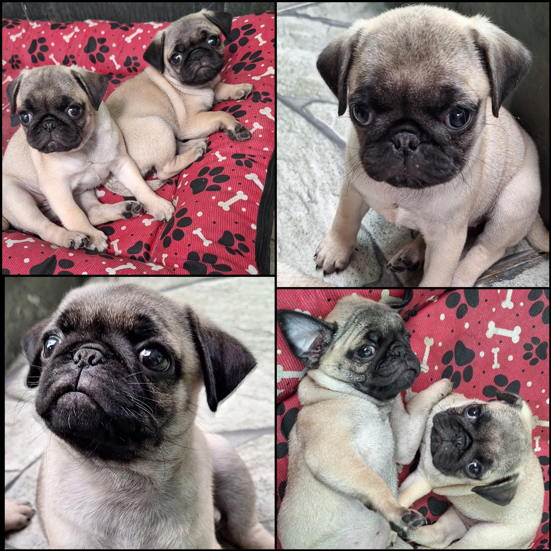 Portal Vendocão filhote fêmea pug Belo horizonte 