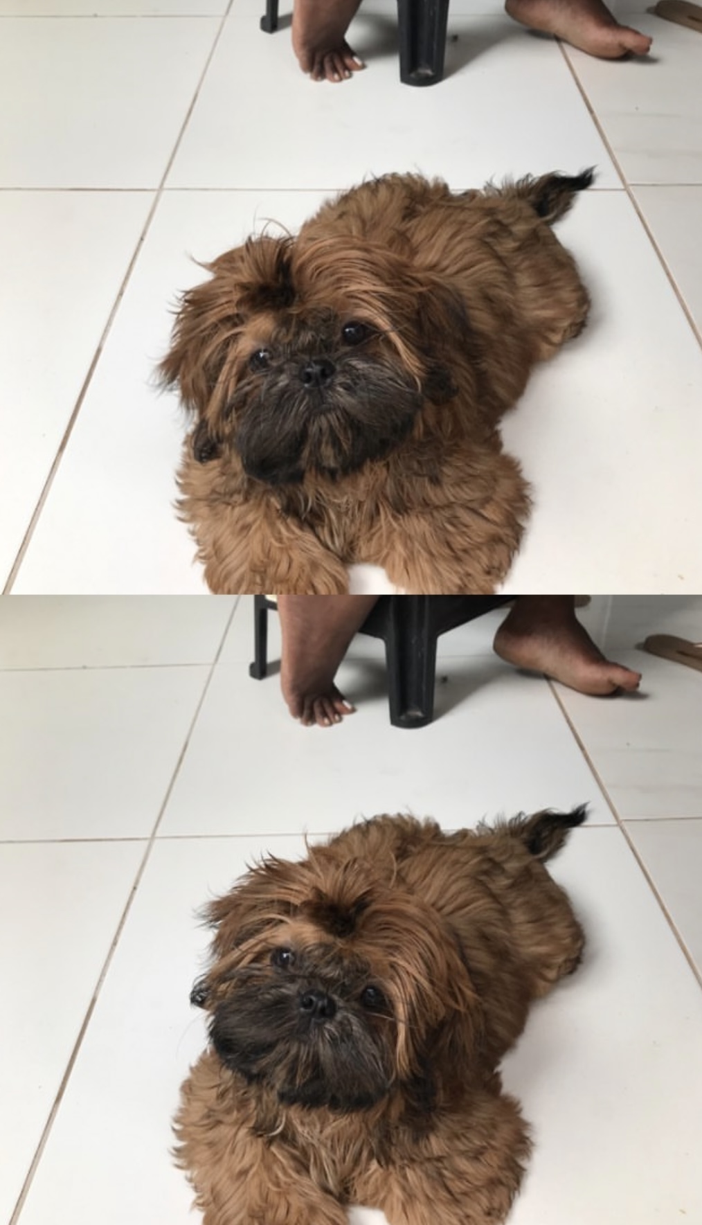 Portal Vendocão Vendo shitzu São Luís