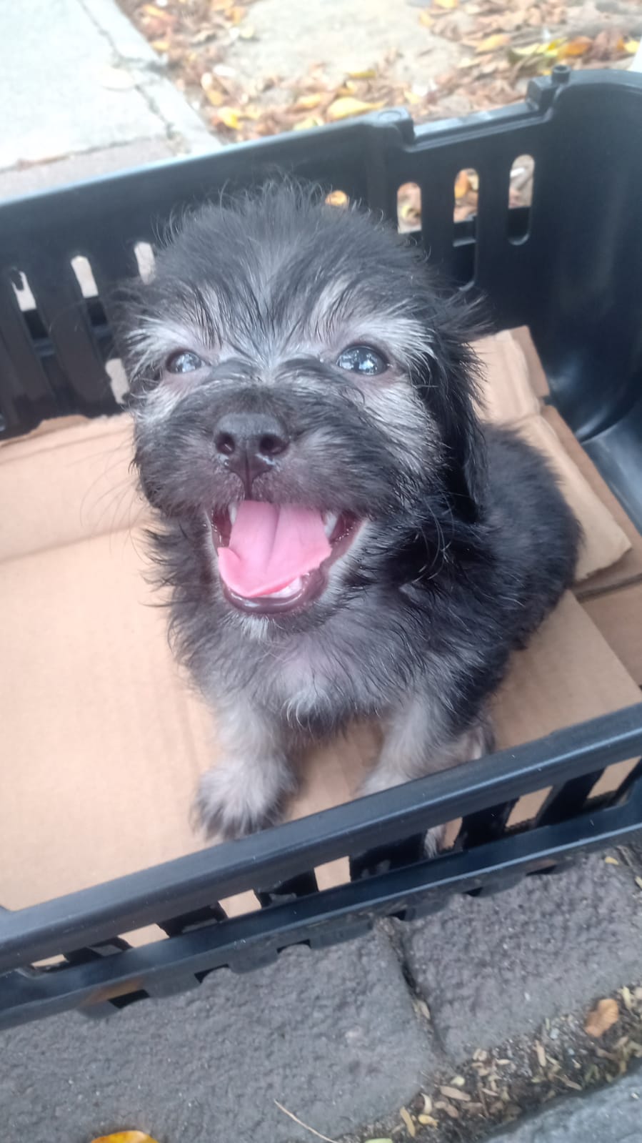 Portal Vendocão Filhote Lhasa Apso 40 dias  Recife 