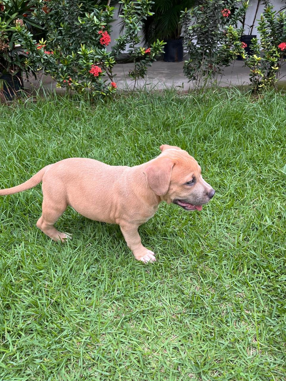 Filhotes Pitbull  - Foto 2