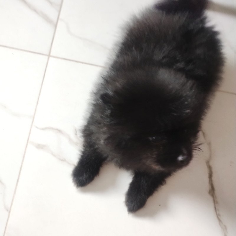 Lulu da Pomerânia - Foto 2