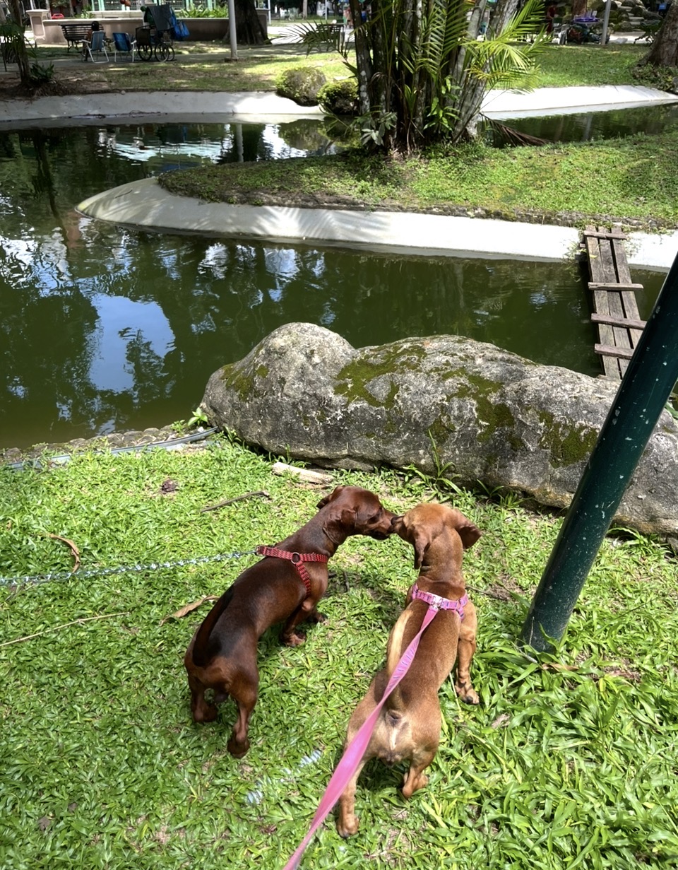 Portal Vendocão Filhote de Dachshund  Belém 