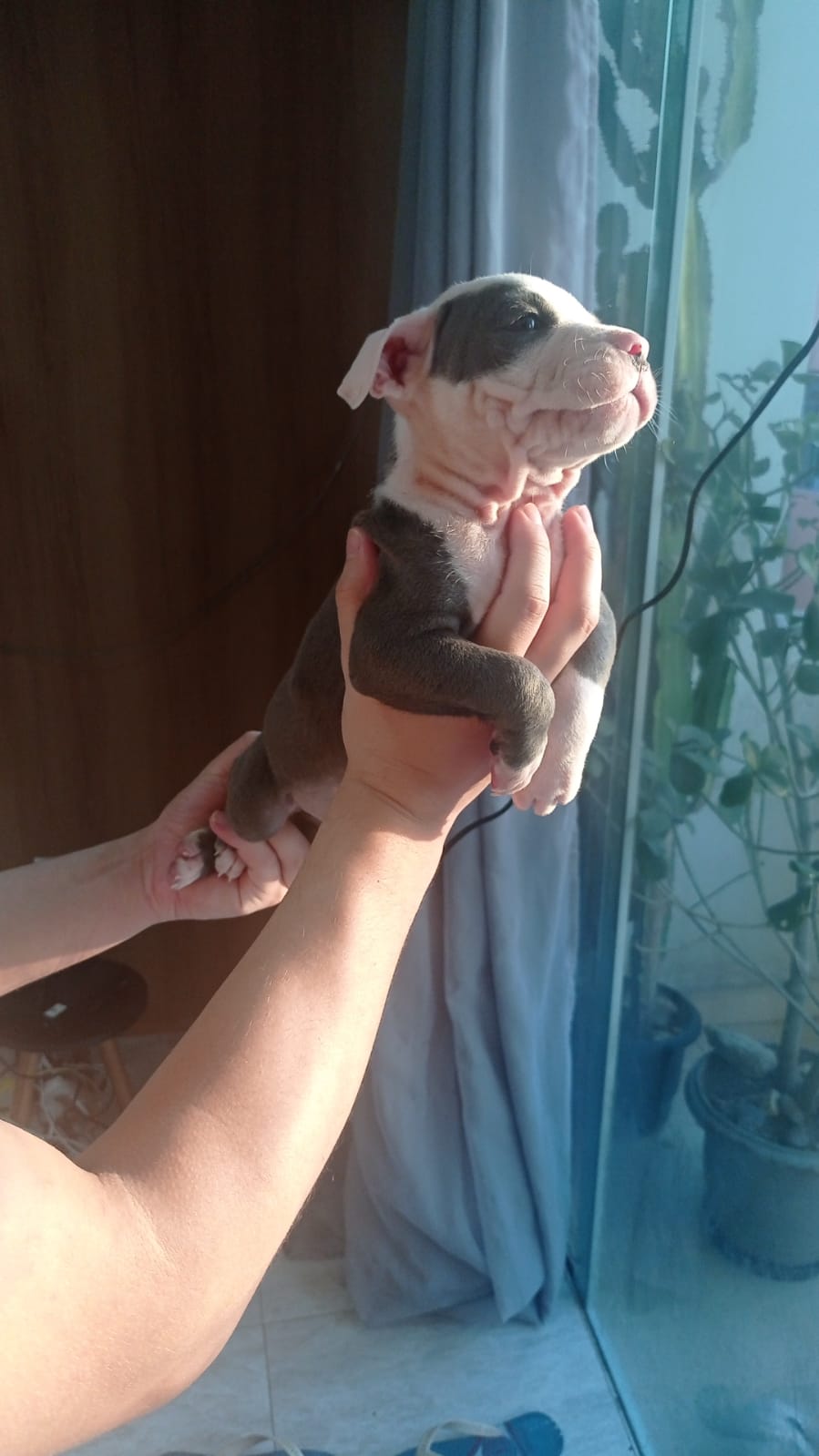 Filhotes pitbull - Foto 3