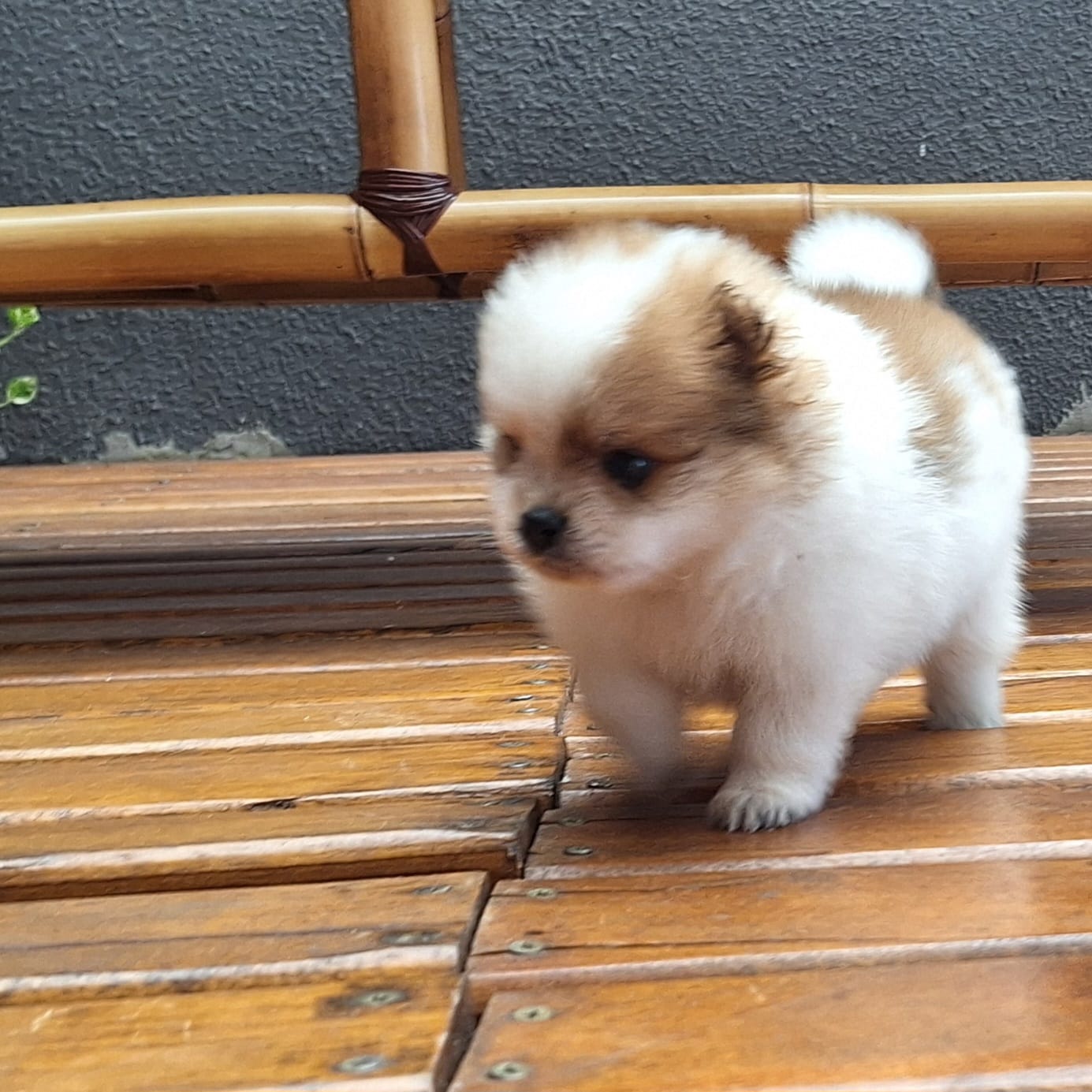 Portal Vendocão 2 filhotes de spitz alemão (macho) LONDRINA