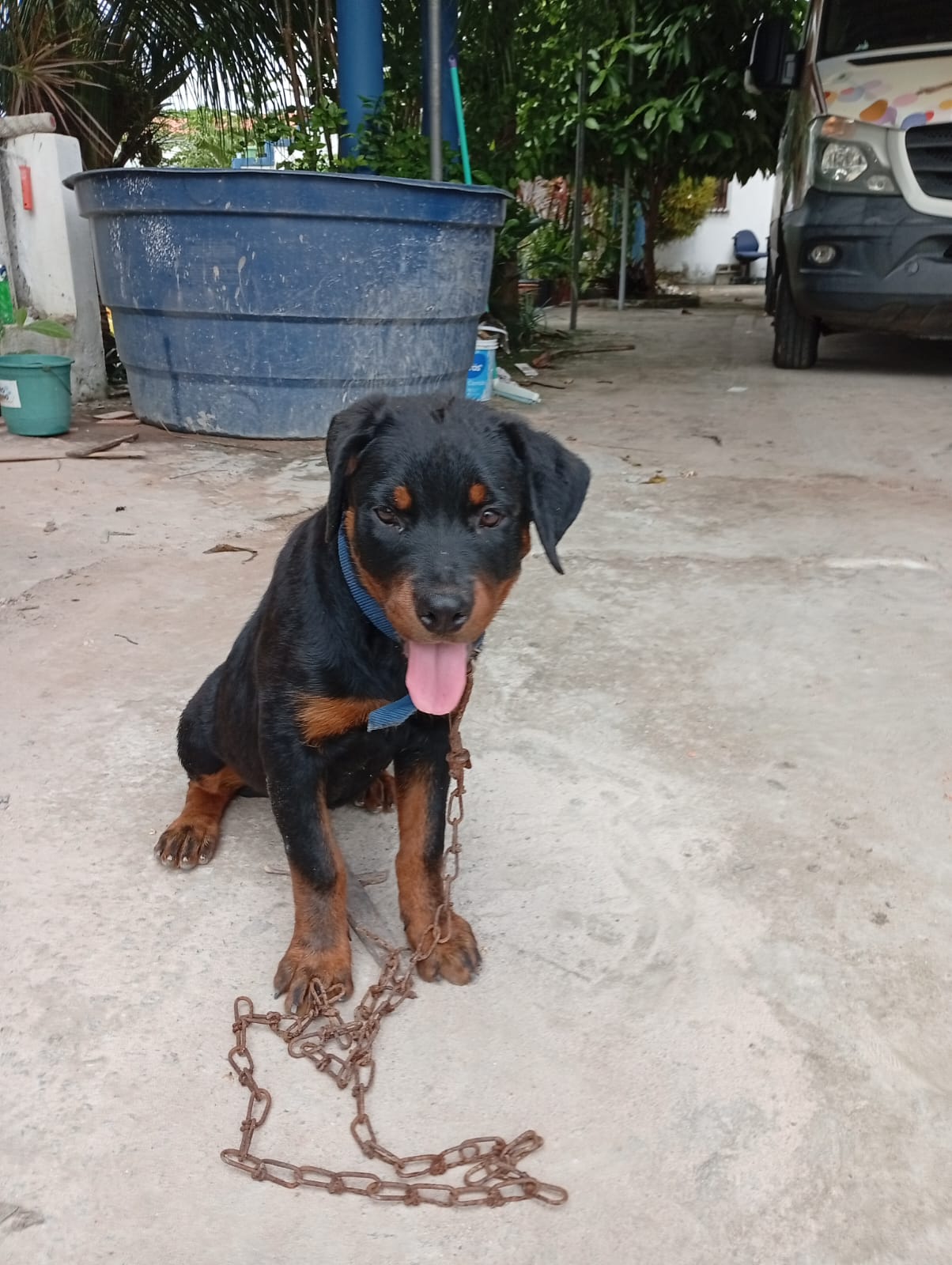 Portal Vendocão Rottweiler  São Luís 