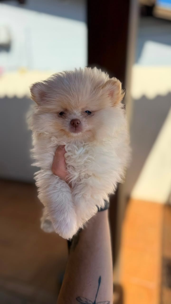 Spitz Alemão Anão (Lulu da Pomerânia) BEAVER - Macho - Foto 1