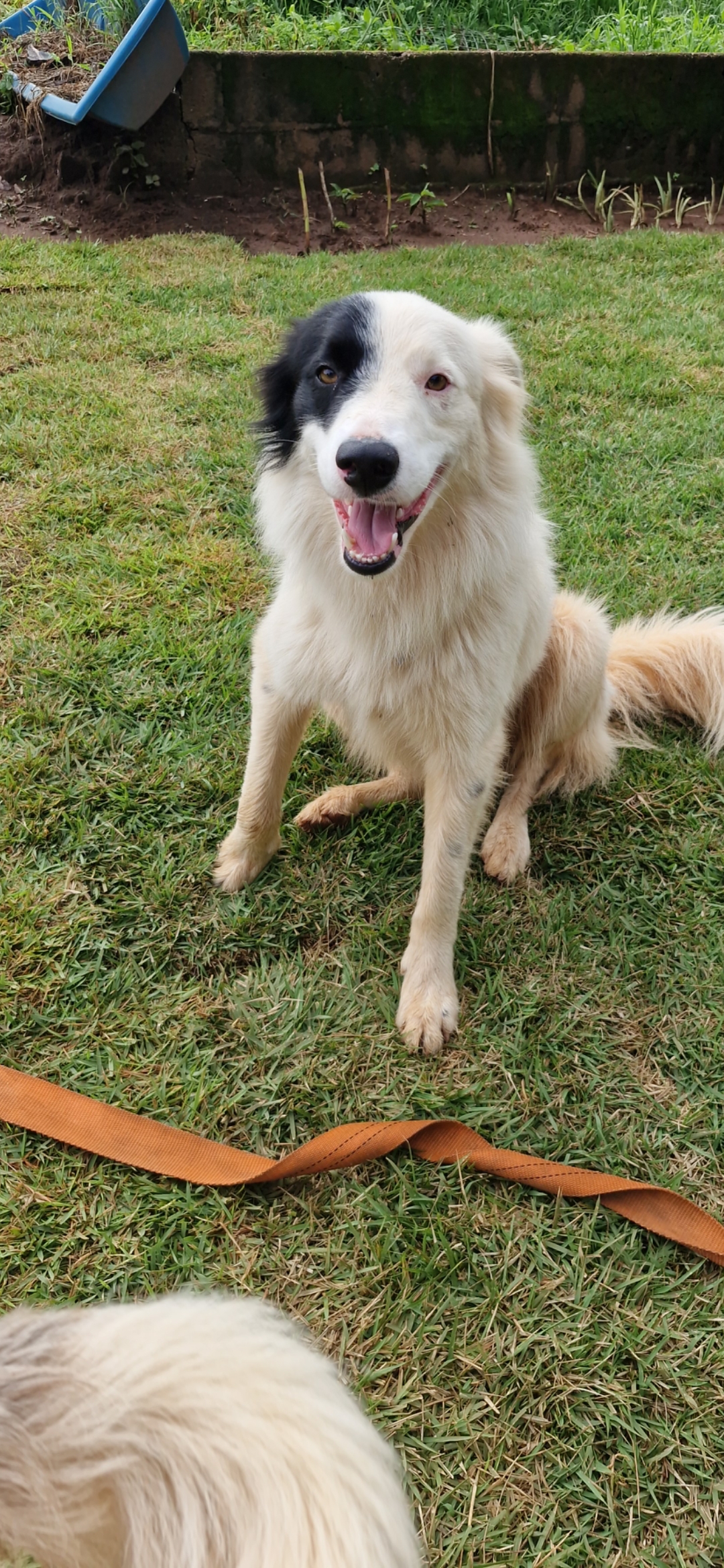 Filhotes de border collie a venda - Foto 5