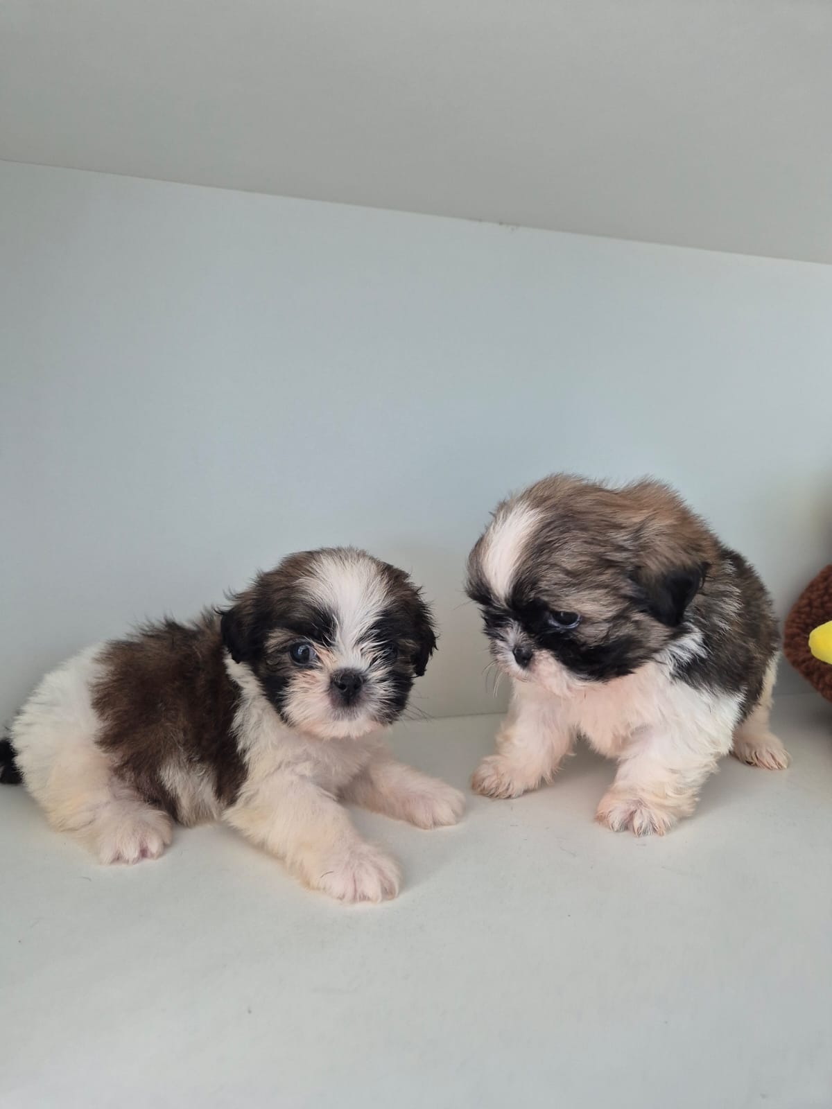 Lindos filhotinhos de Shih tzu - Foto 1