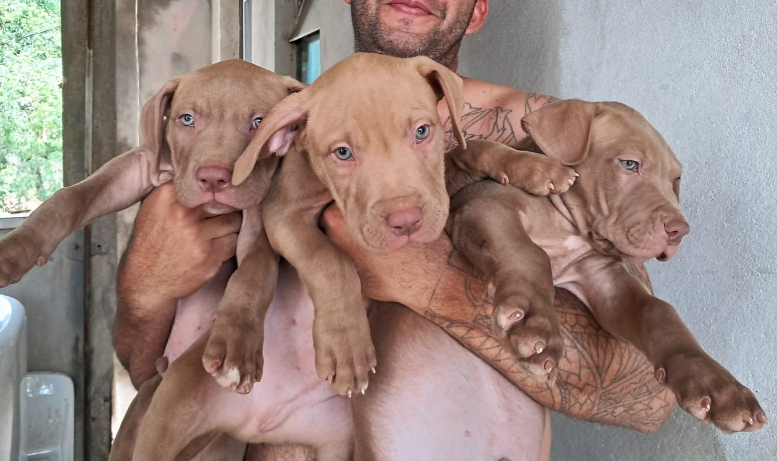 Portal Vendocão Filhote de Pit Monster São José dos Campos