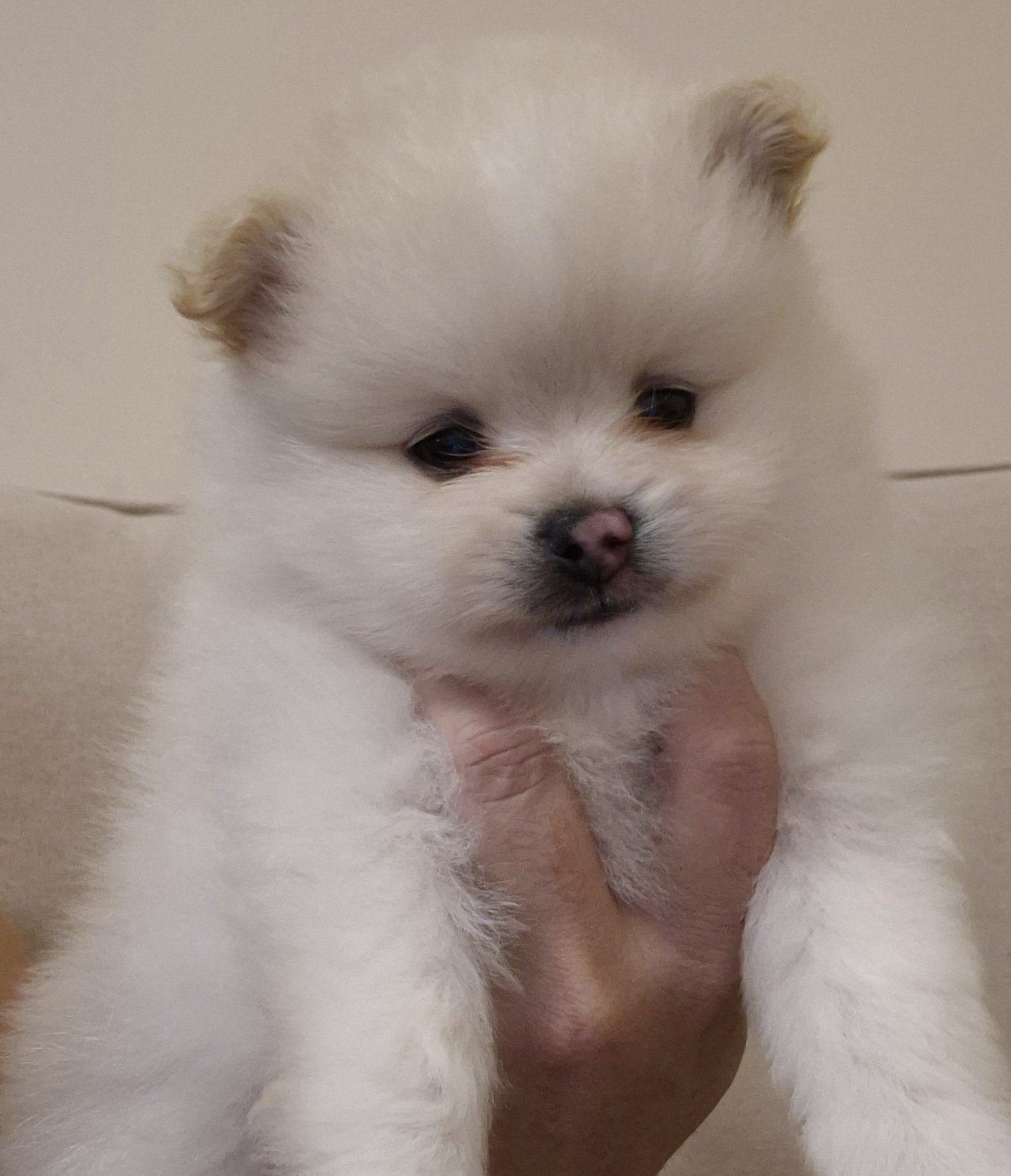 Portal Vendocão Lulu da Pomerania  RIO DE JANEIRO