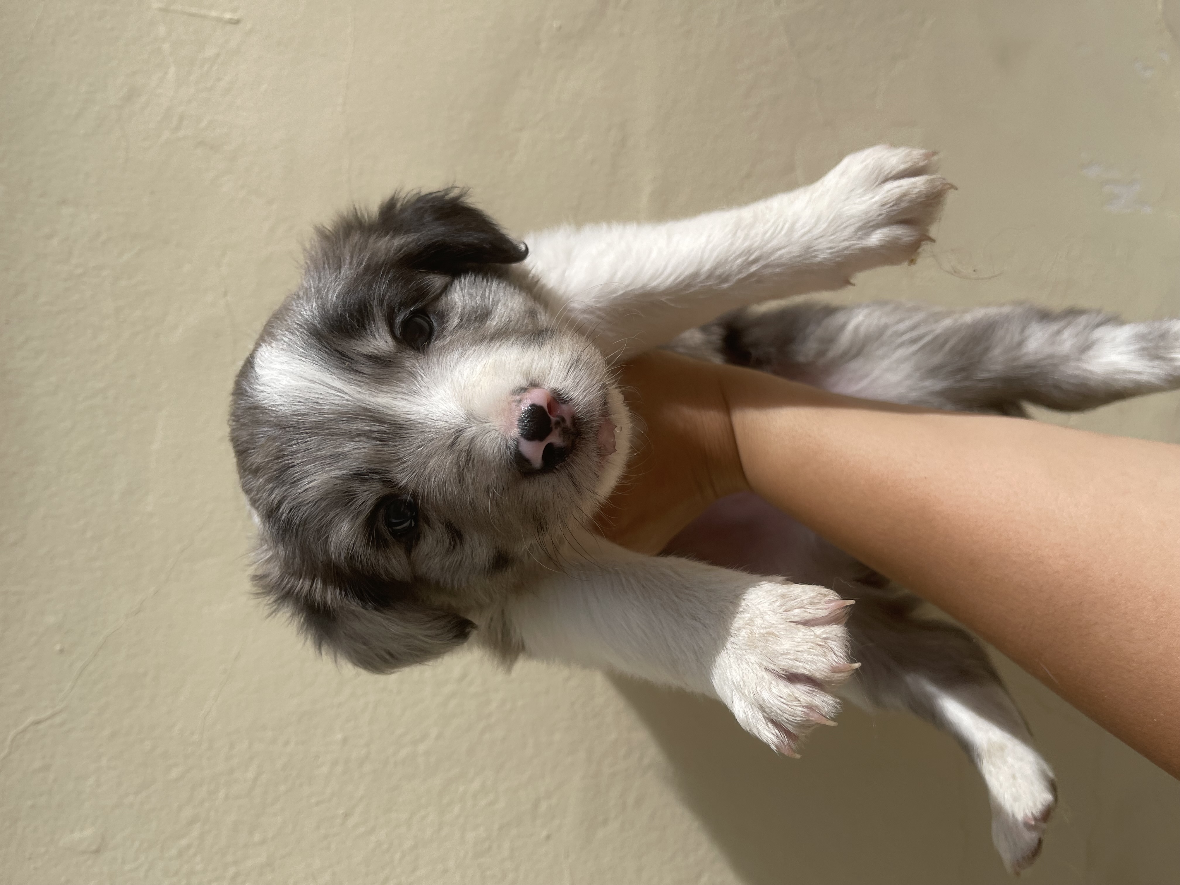 Portal Vendocão Filhotes de border collie Goiânia 