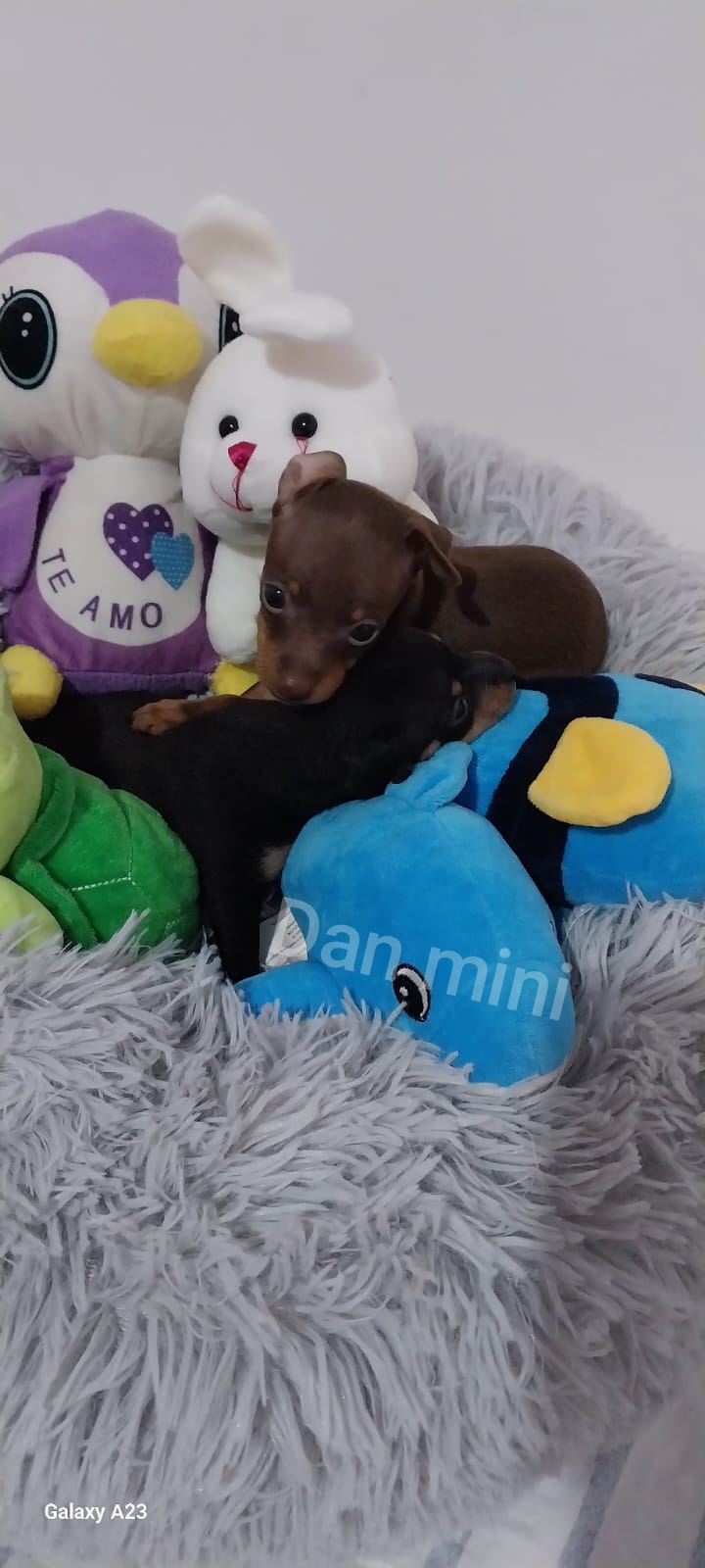 Portal Vendocão Pinscher Fêmeas 0 Rio de Janeiro