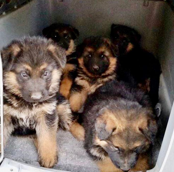 Portal Vendocão Vendo lindos filhotes de pastor Alemão capa preta  Cuiabá 