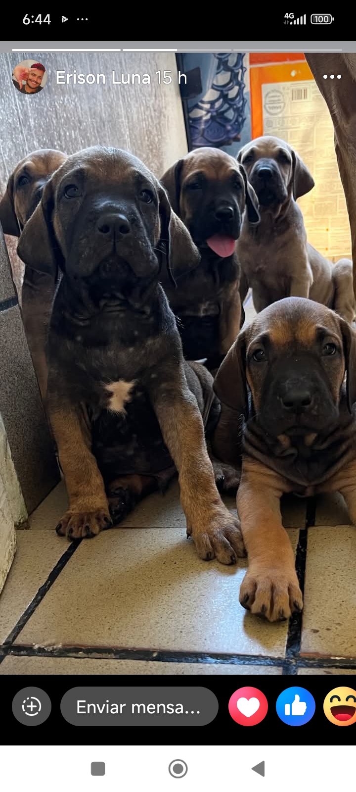 Portal Vendocão Vendo Fila Brasileiro  Recife