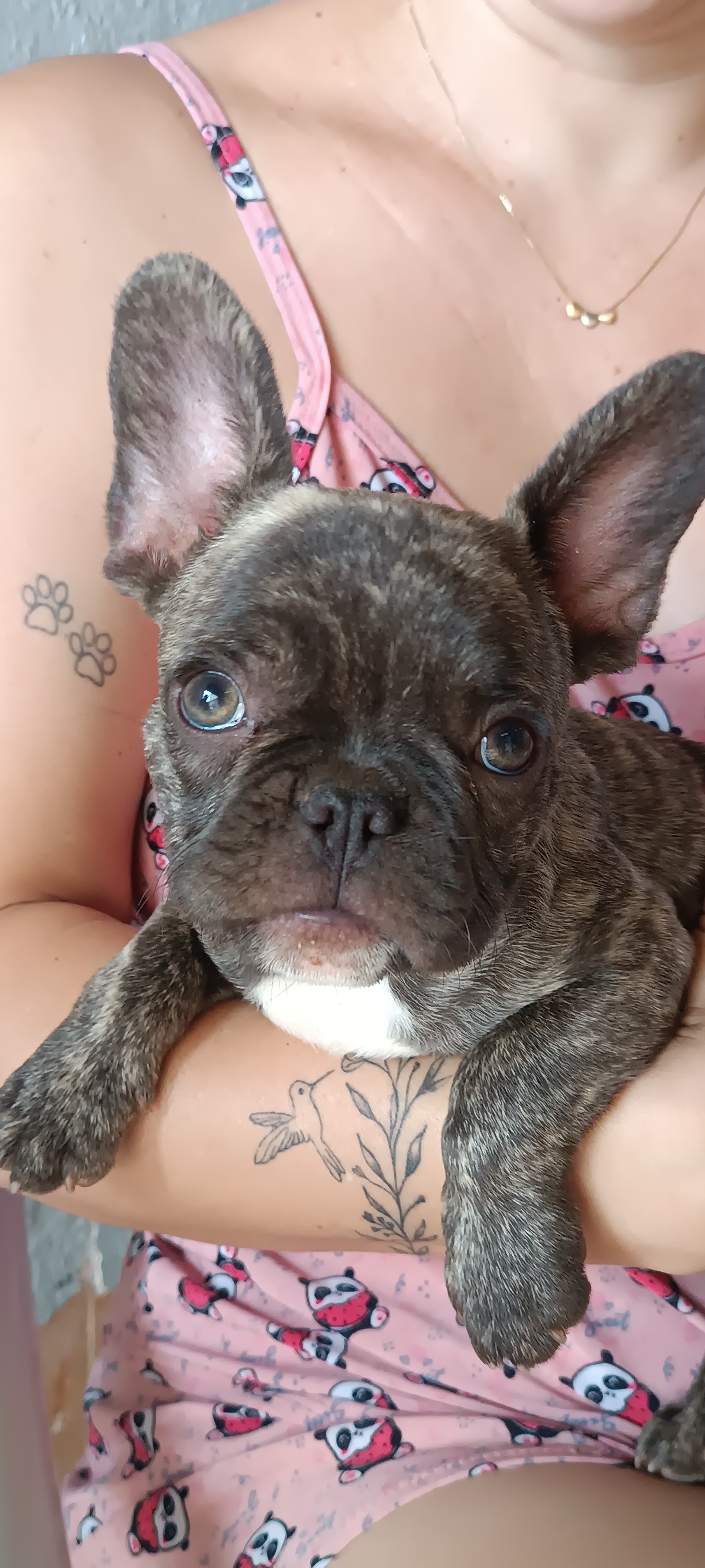 Portal Vendocão BULLDOGS FRANCÊS  Planaltina 