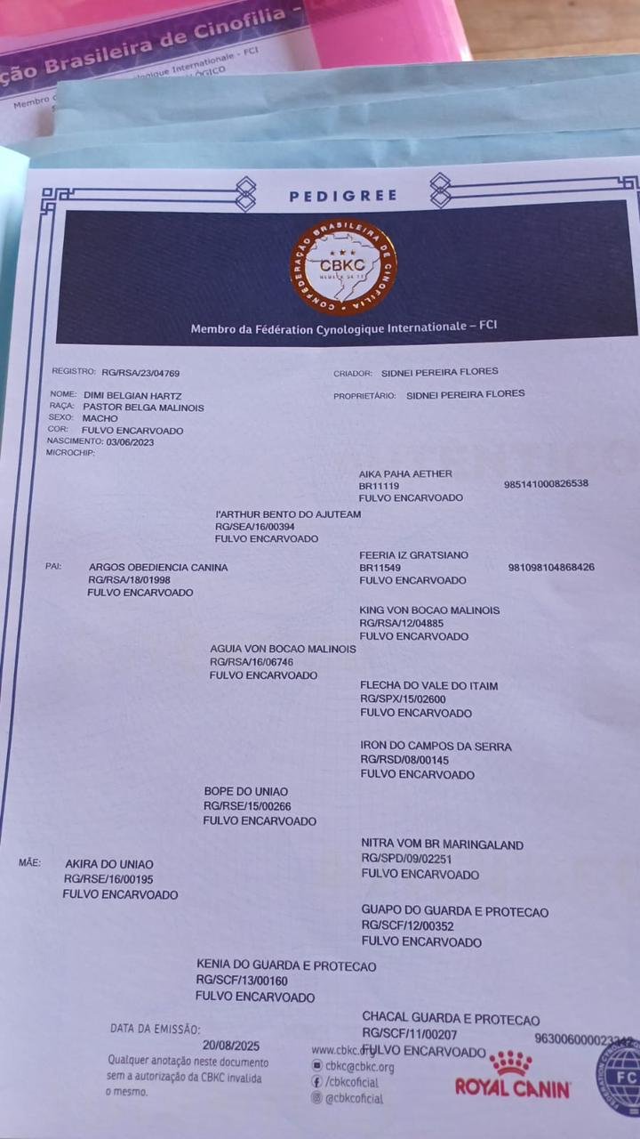 Pastor malinoa - Foto 4