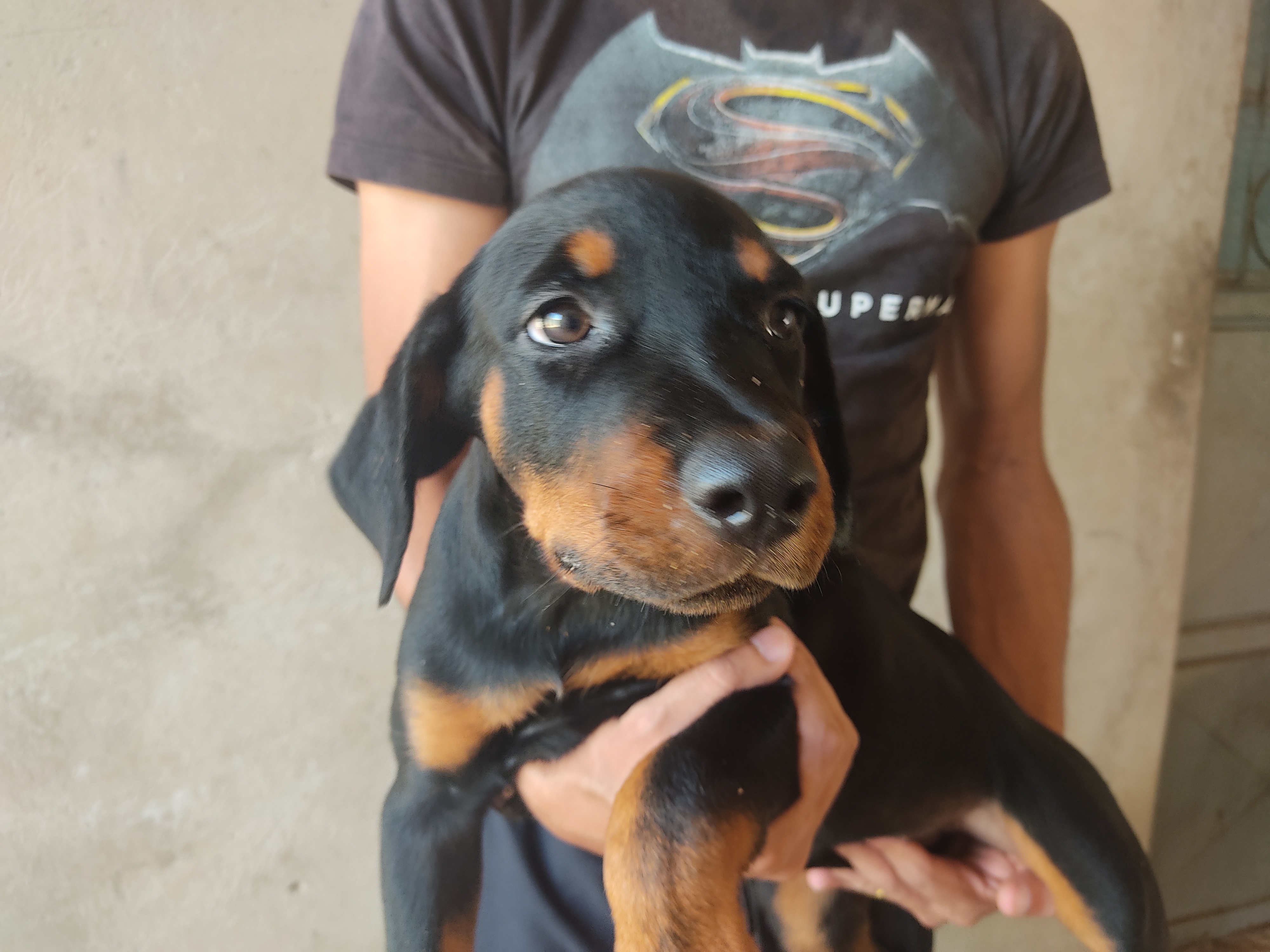 Portal Vendocão Rottweiler  Teresina