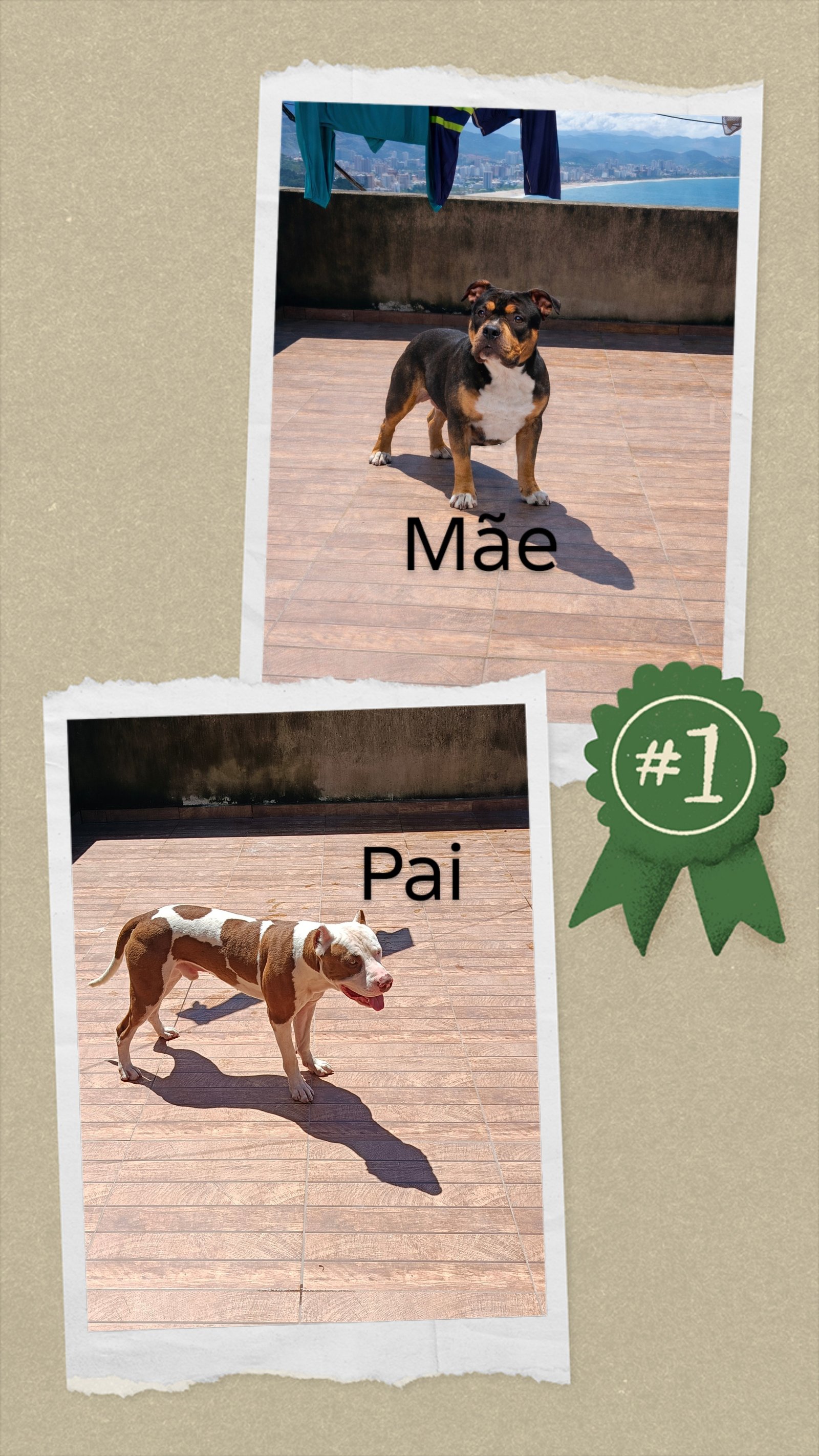Filhotes American pitbull - Foto 5