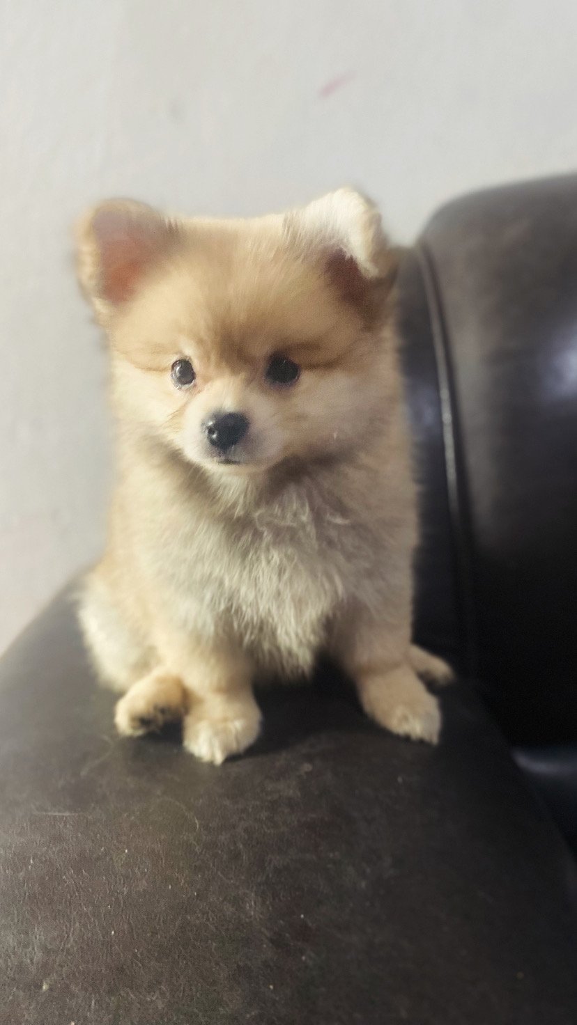 Spitz Alemão  - Foto 1