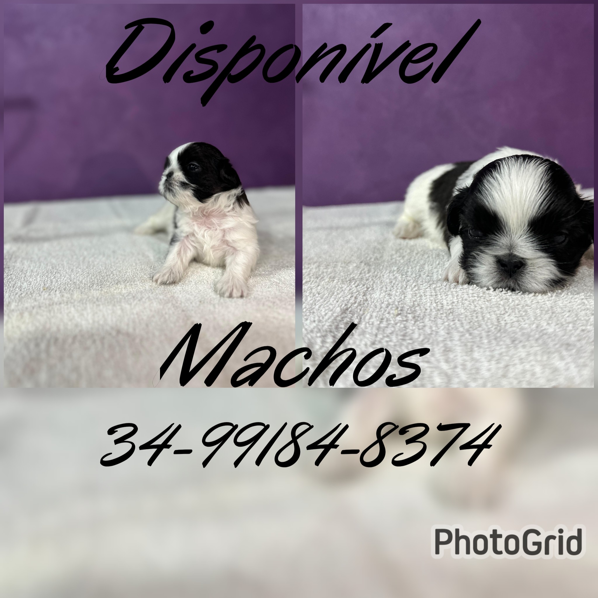 Portal Vendocão Filhotes Shih Tzu  Uberlândia