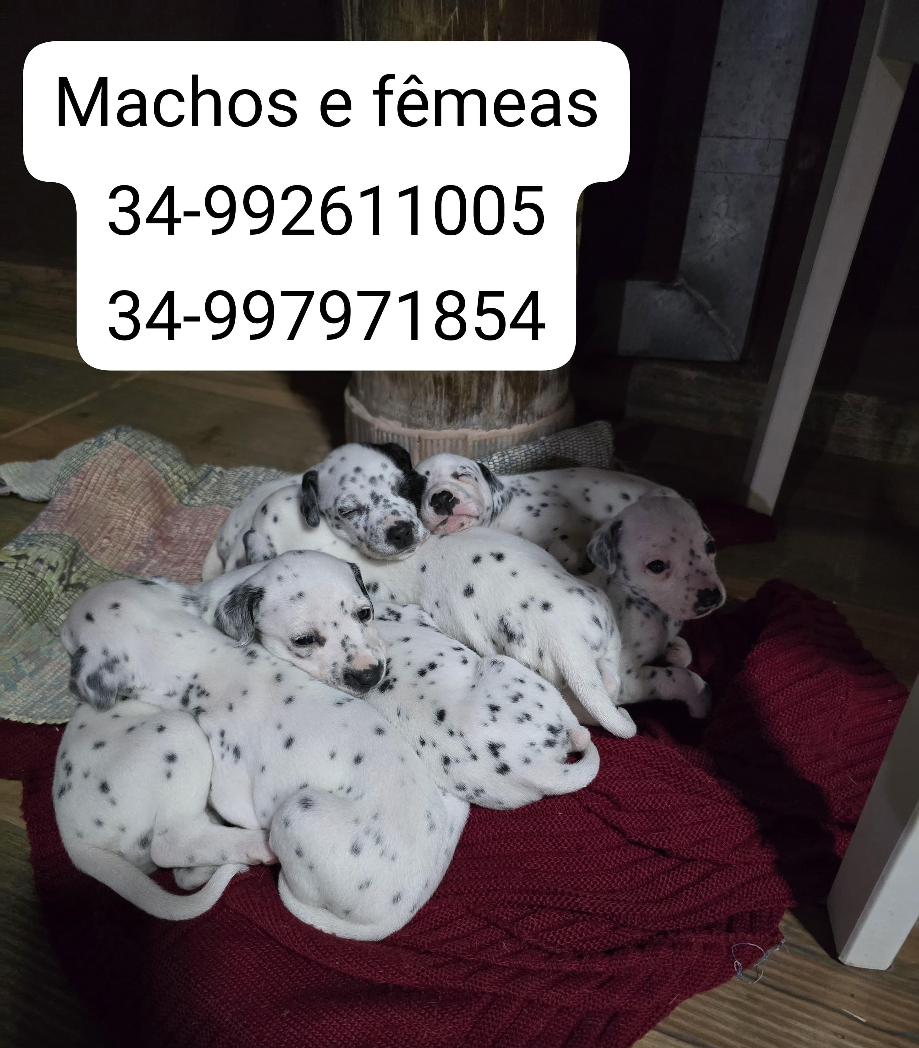 Filhotes de Dálmata  - Foto 1