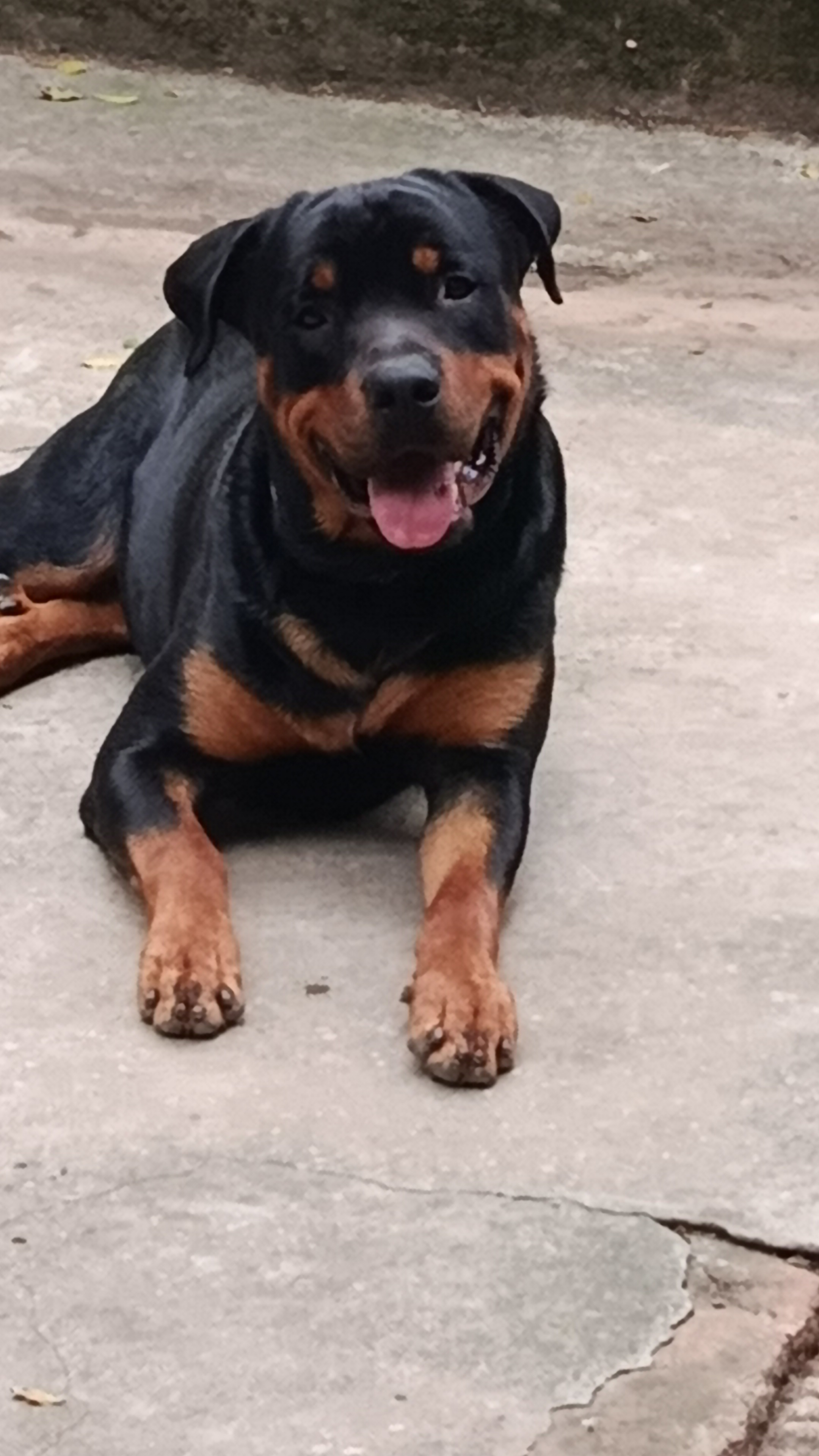 Portal Vendocão Filhotes dosponiveis Porto Alegre 