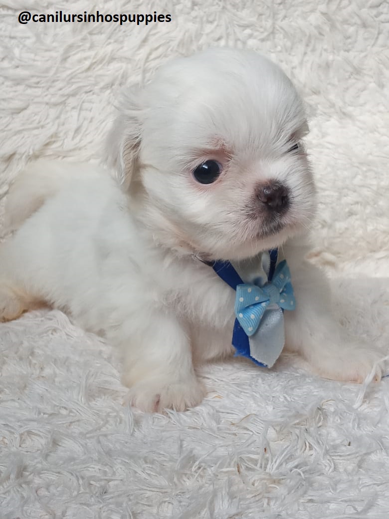 lhasa apso garanta hoje seu bebe #canilursinhospuppies  - Foto 2