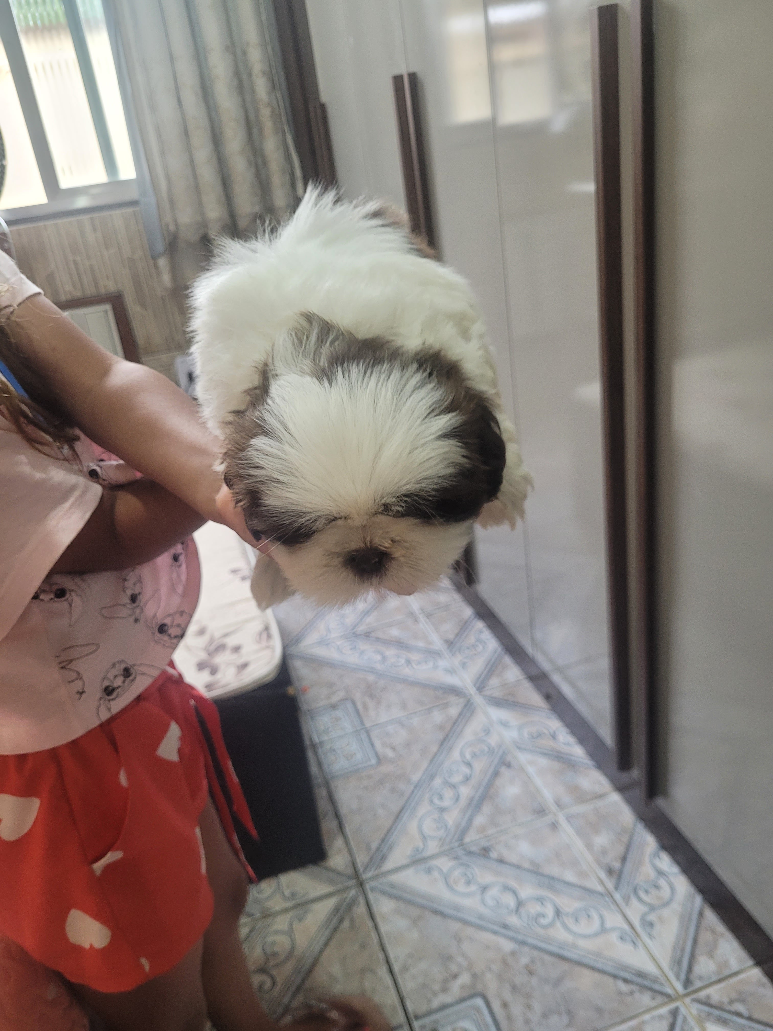 Portal Vendocão Vendo lindos filhotes shitzu Rio de janeiro