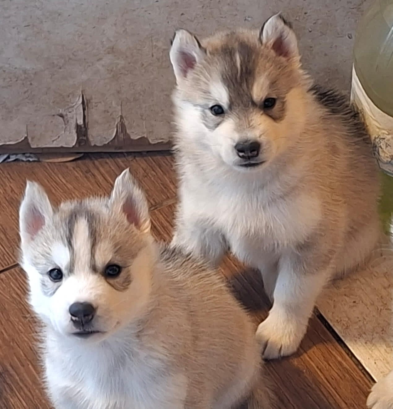 Lindas fêmeas de husky 