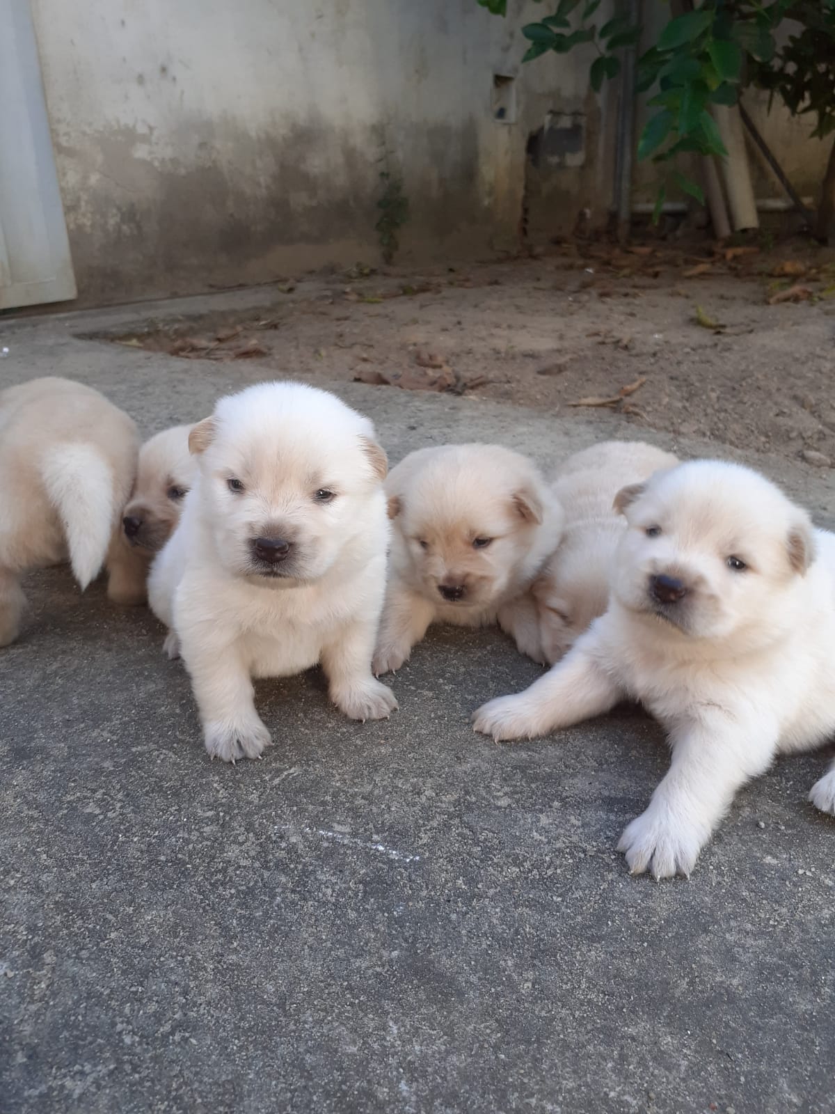 Portal Vendocão Filhotes de chow chow Teixeira de Freitas