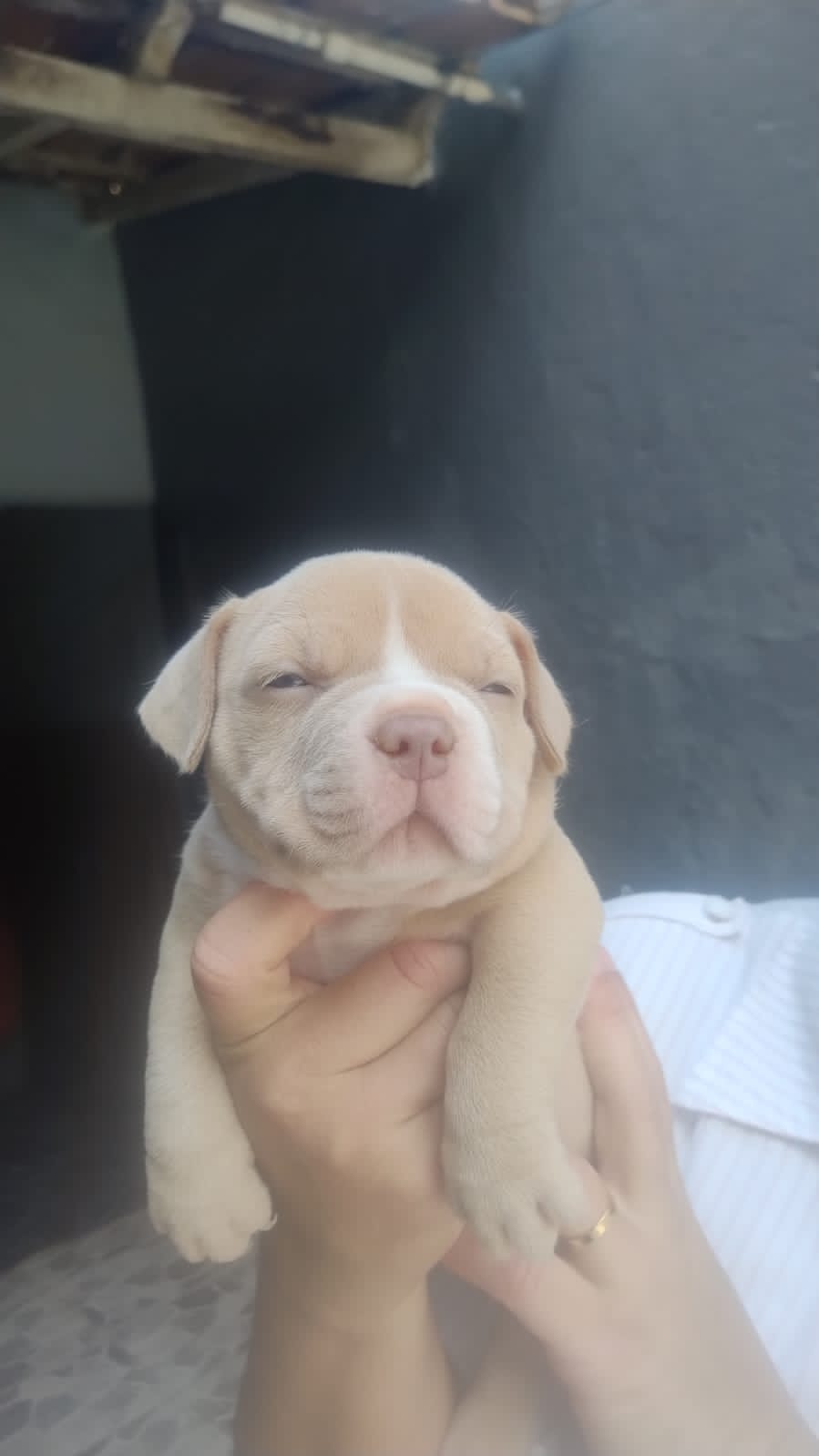 Portal Vendocão Filhotes de American Bully  Guarapari