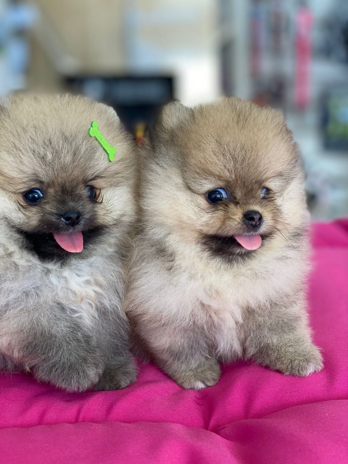 Portal Vendocão Lindos e fofos spitz Natal