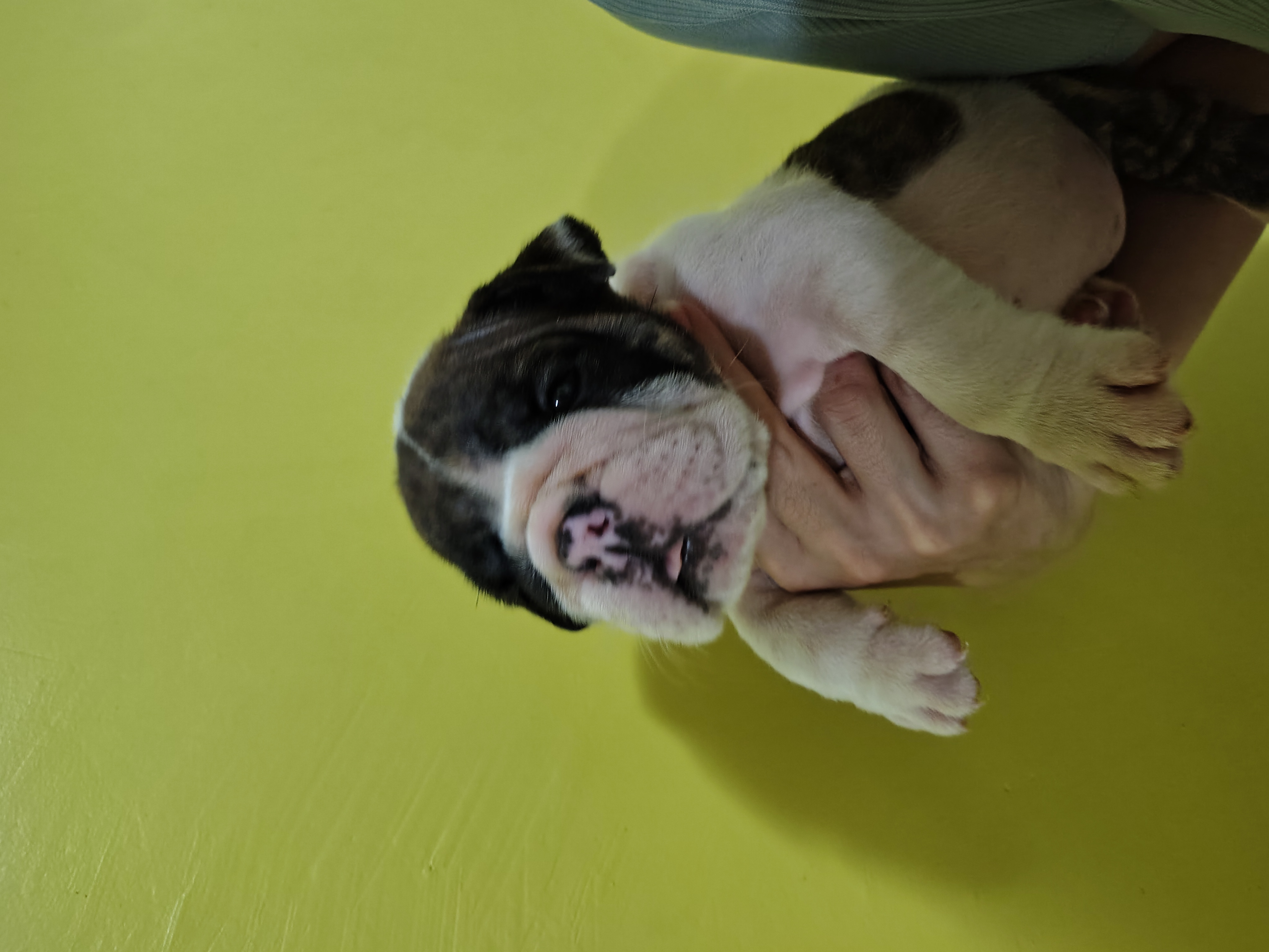 Portal Vendocão Vendo lindos filhotes de Buldogue inglês  Manaus 