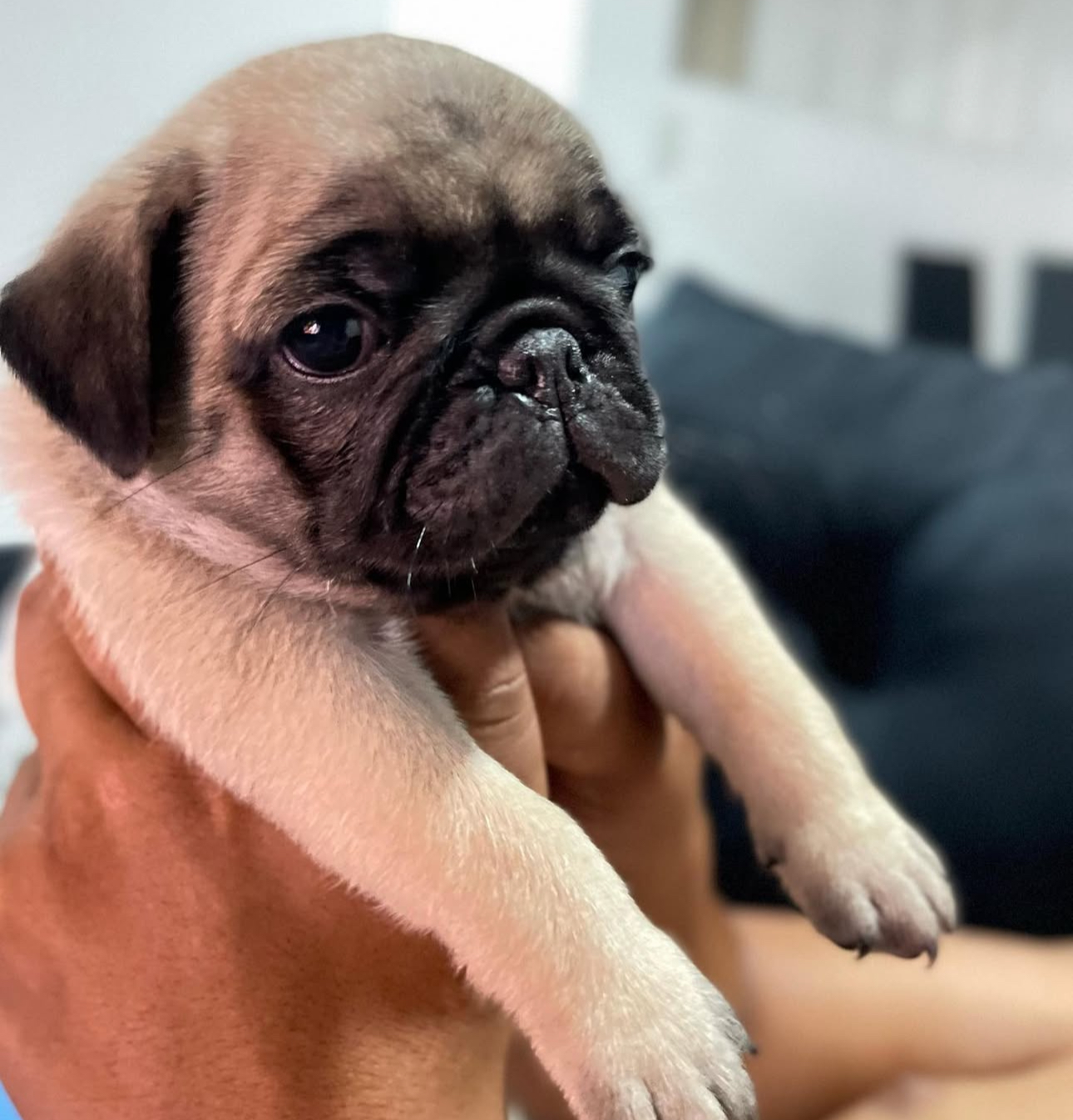 Portal Vendocão Filhote pug Maceio