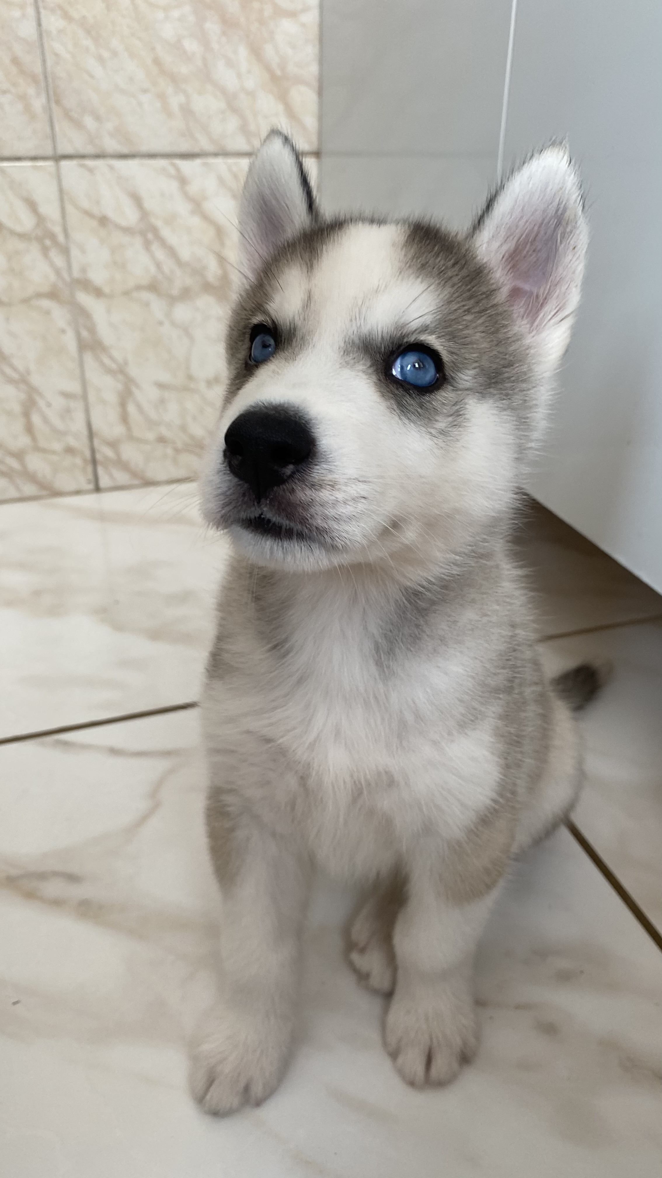 Filhote Husky Siberiano  - Foto 3