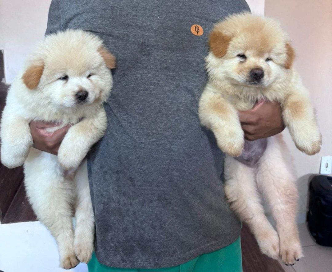 Vende-se filhotes de Chow-Chow.