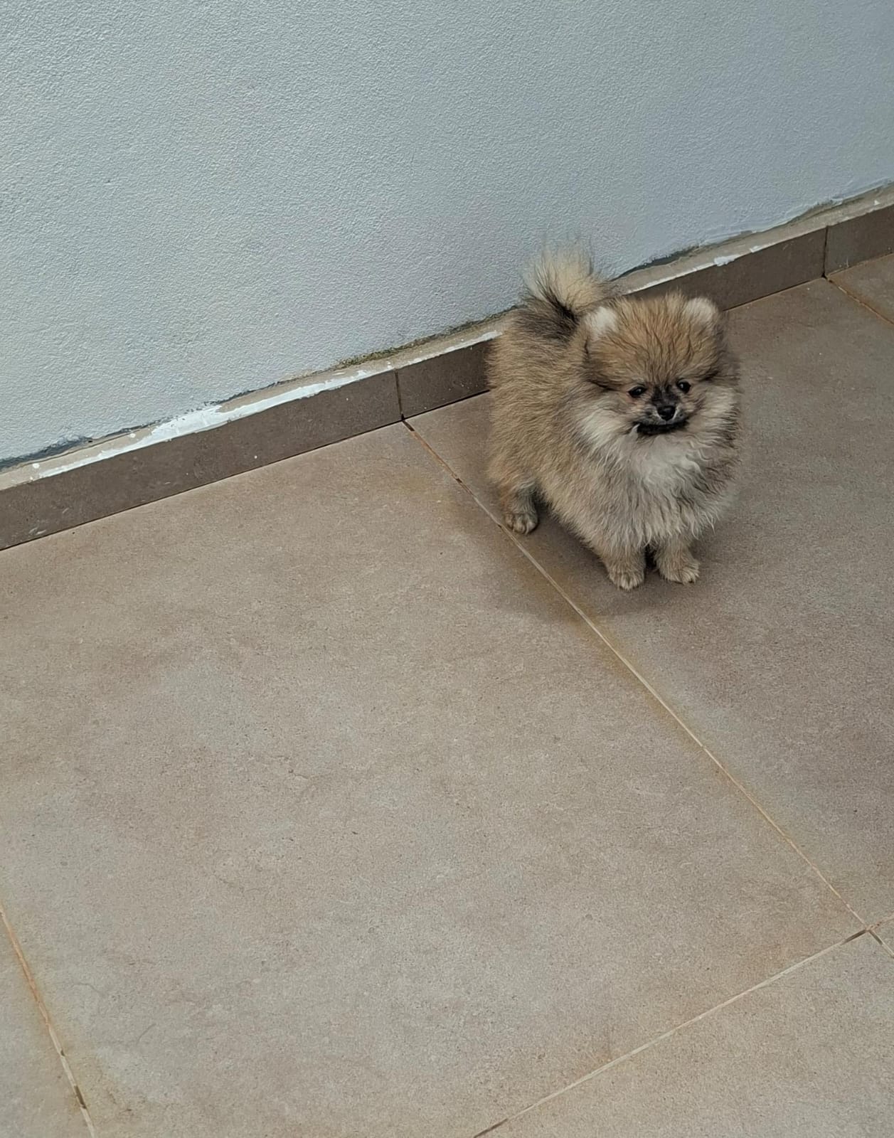 Lulu da Pomerânia Anão