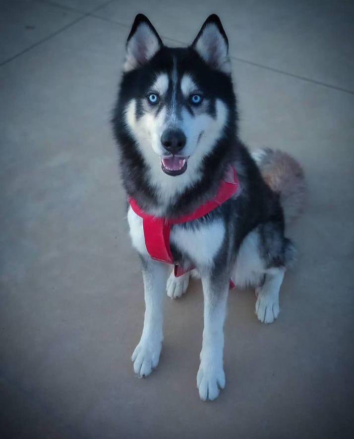 Portal Vendocão Husky siberiano Fêmea  vitória da conquista 