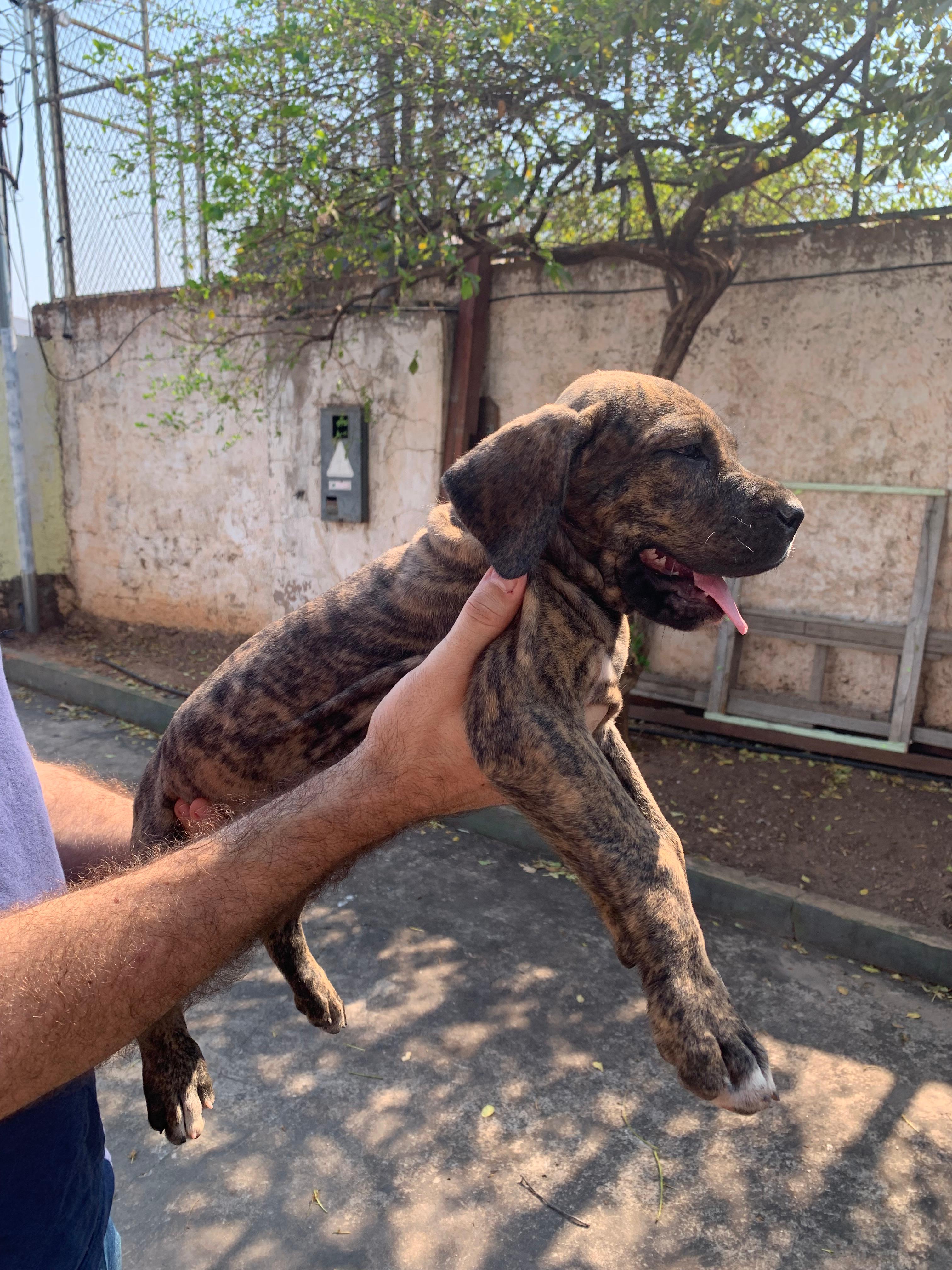 filhotes de Fila Brasileiro cuiabá