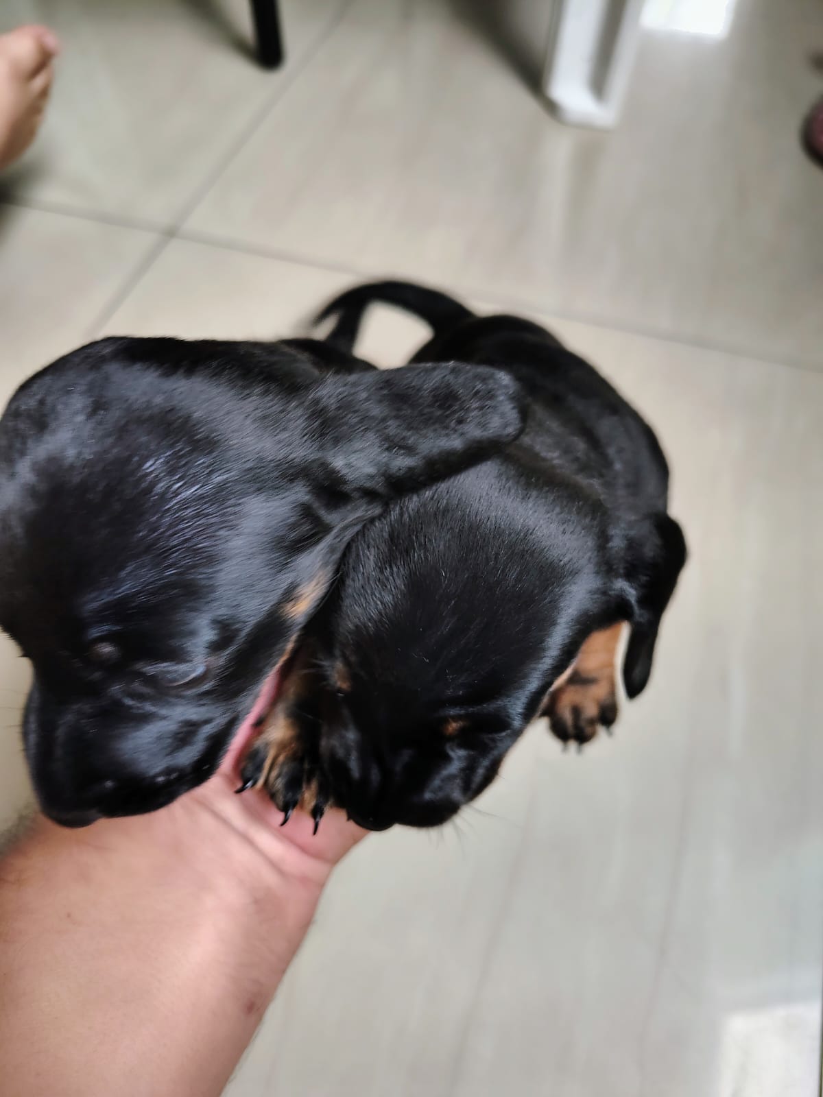 Portal Vendocão Cachorro salsicha  Manaus 