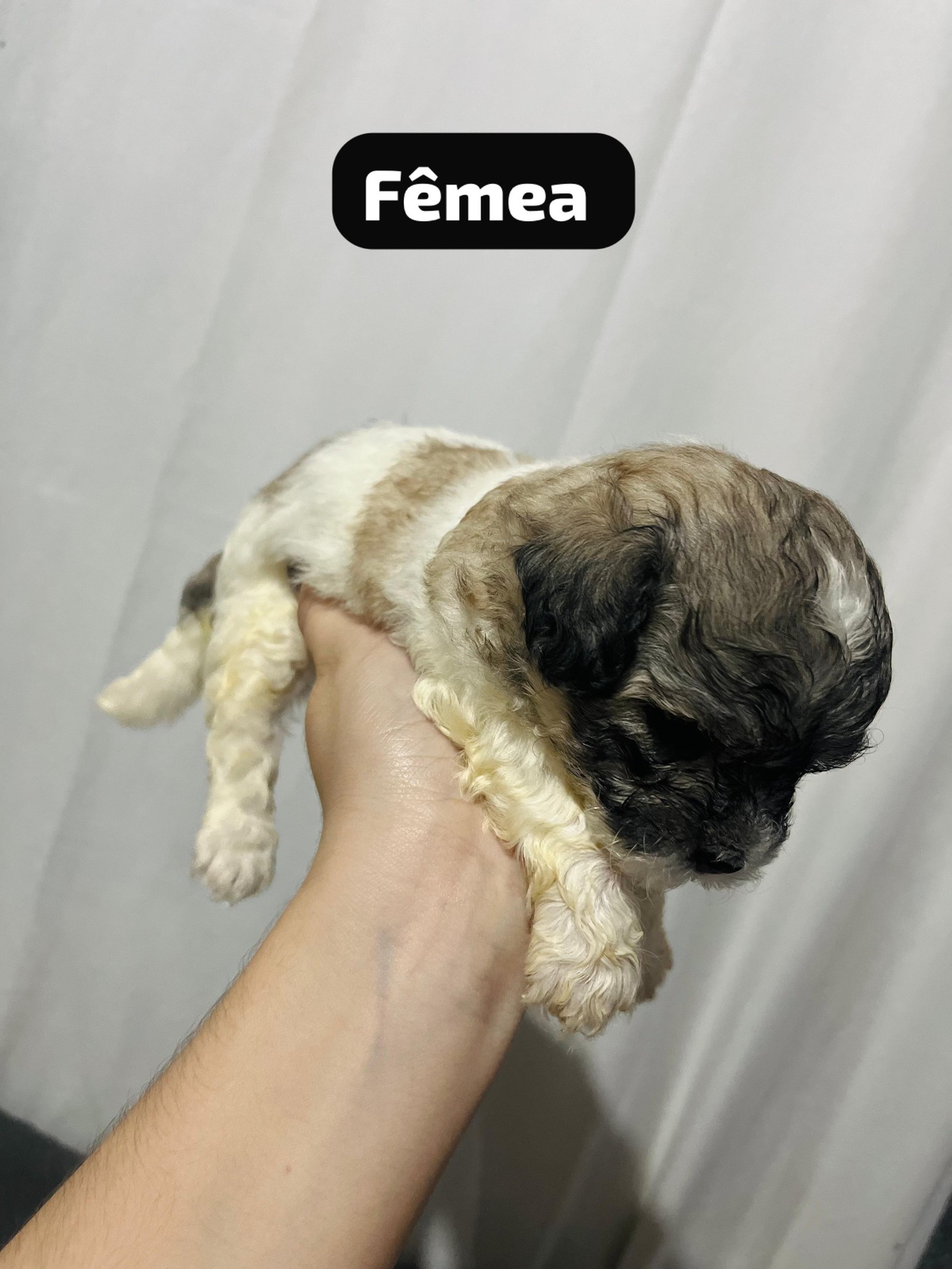 Filhotes fêmeas  - Foto 4