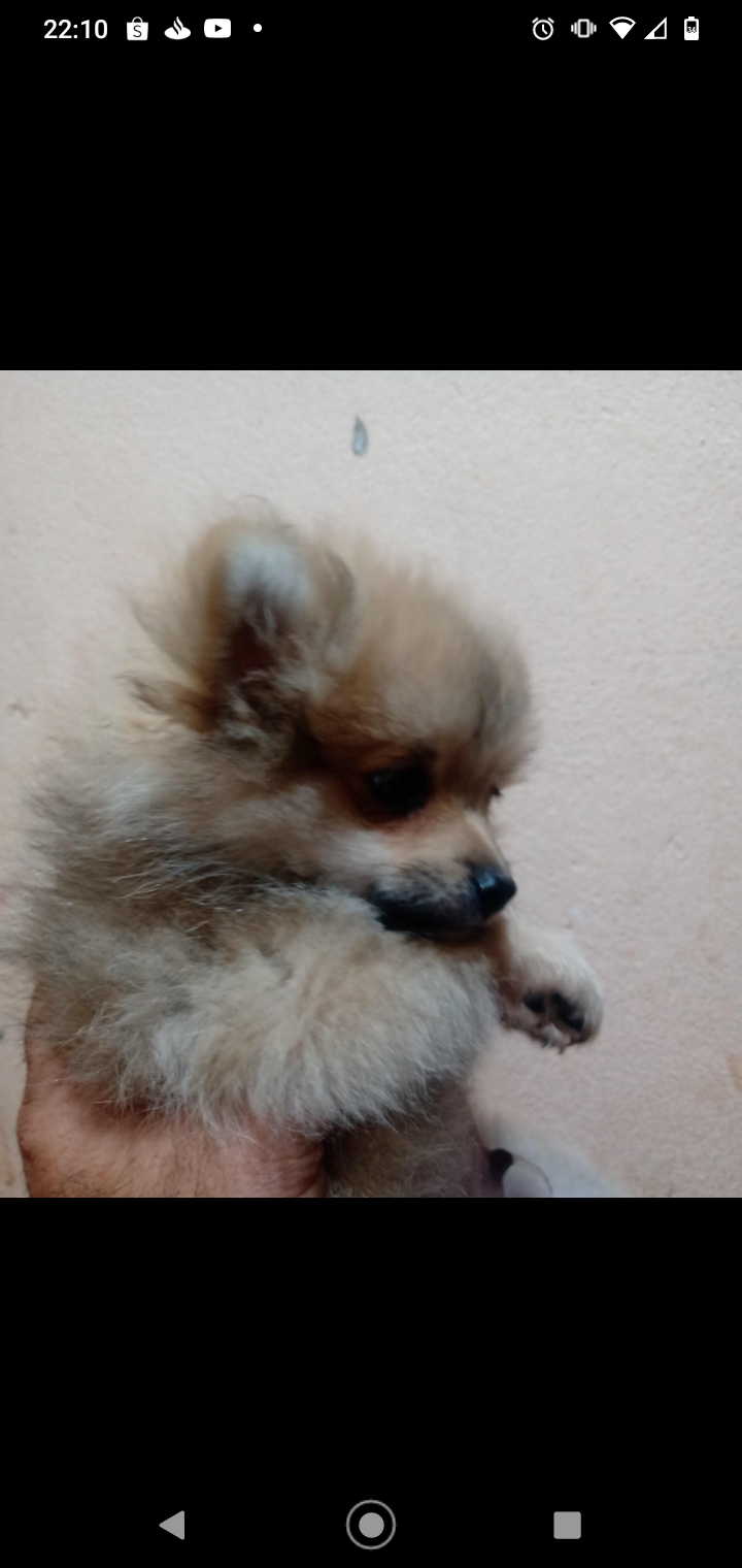 Vendo Lulu da Pomerânia - Foto 2