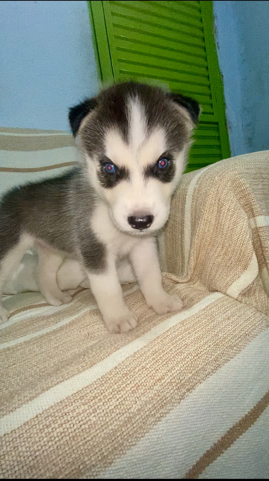 Portal Vendocão Husky siberiano  Maceió