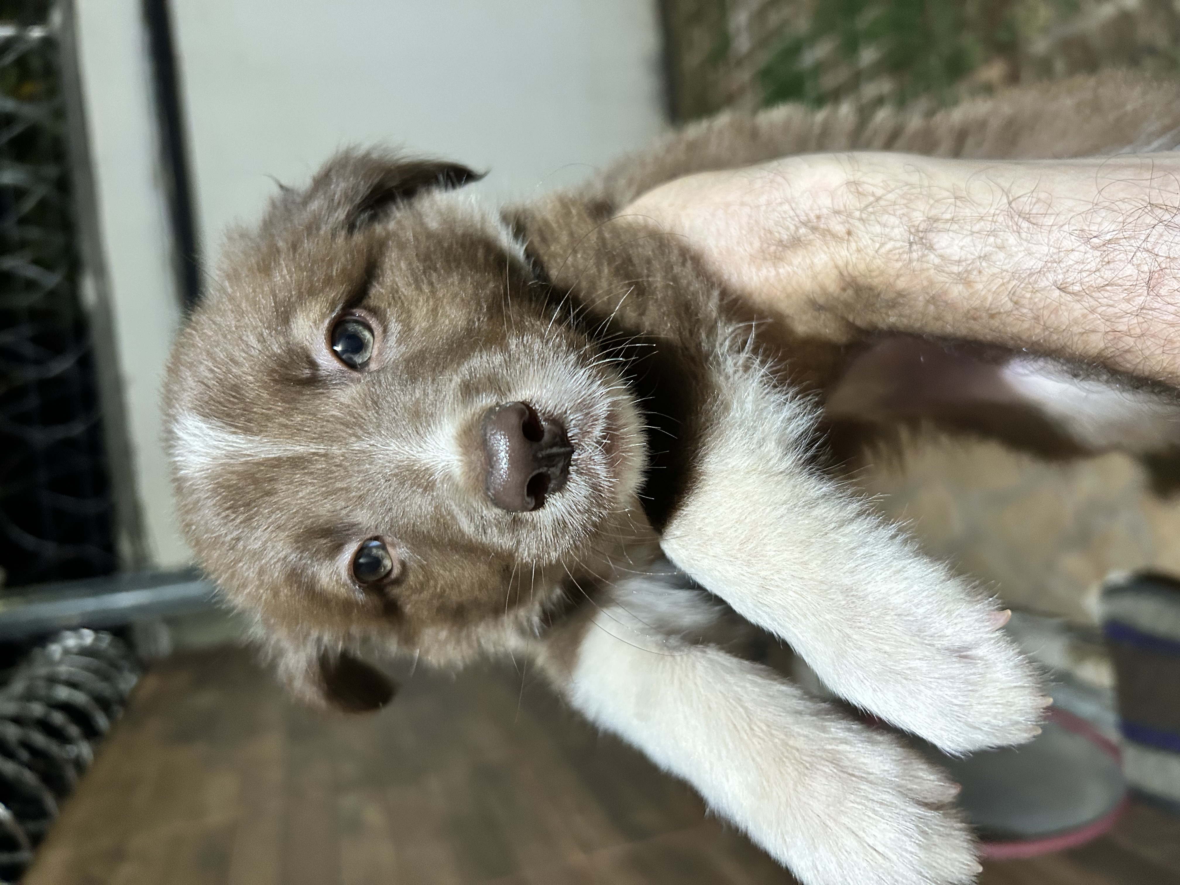 Portal Vendocão VENDO FILHOTES DE BORDER COLLIE  Goiania