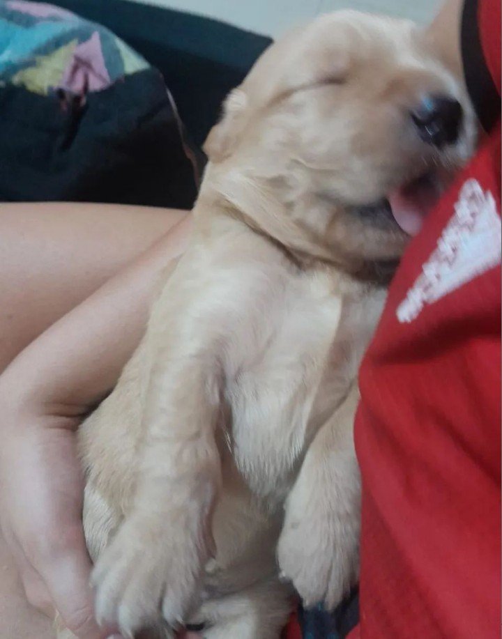 Último filhote macho de Golden Retriever 